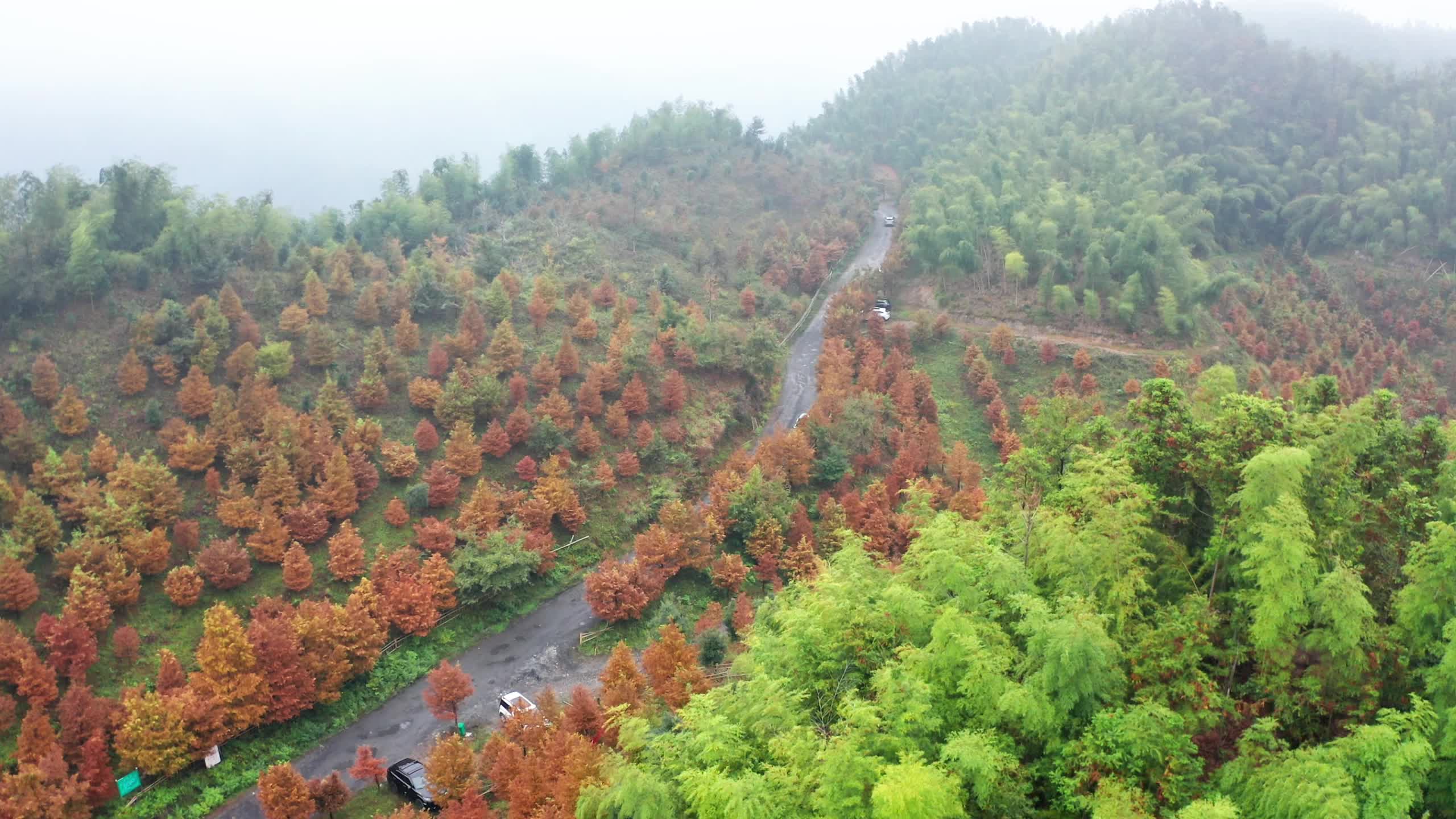 视频|中方县：水杉“变装” 绘就斑斓画卷