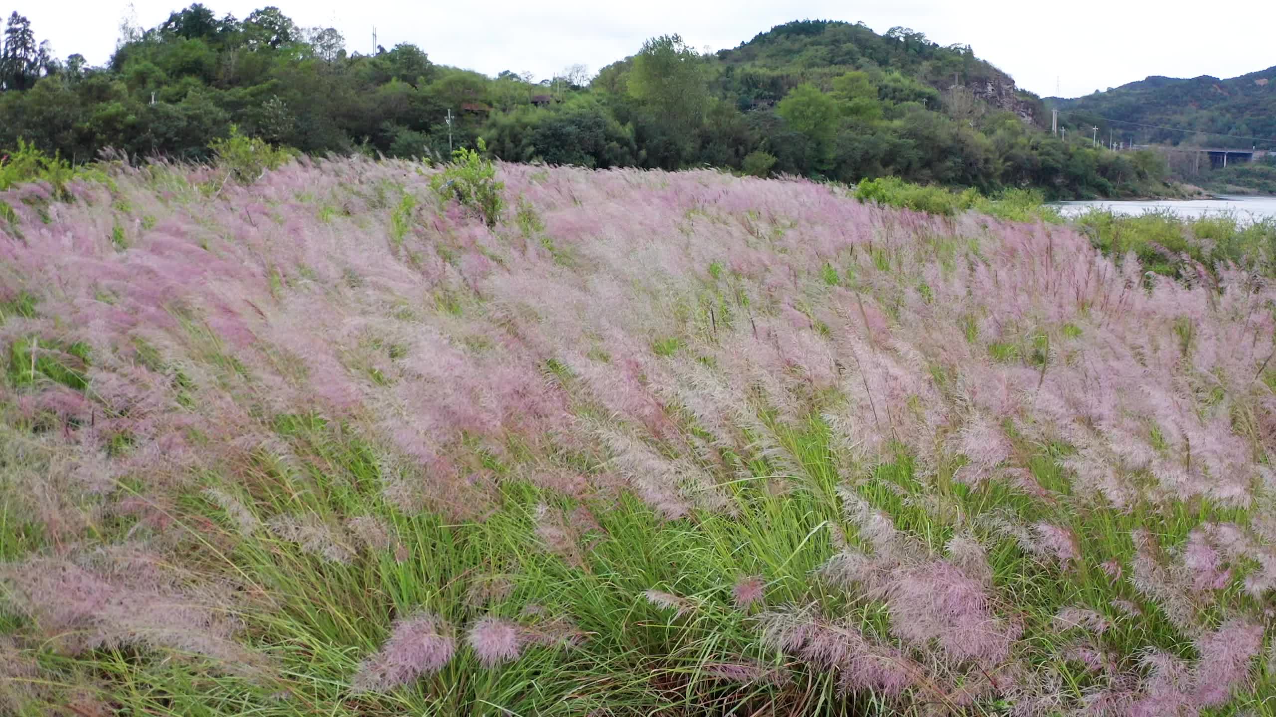 视频|中方县：斑茅摇曳舞水畔 湿地如画韵悠然