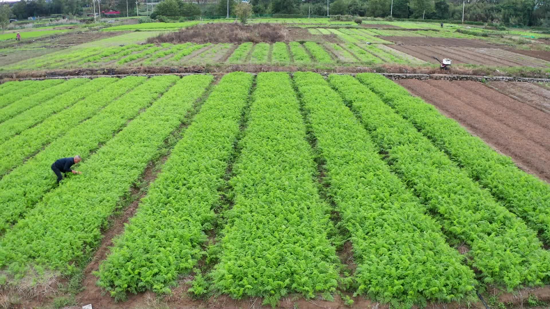 视频|中方县岩头园村：拔出萝卜带来“富”