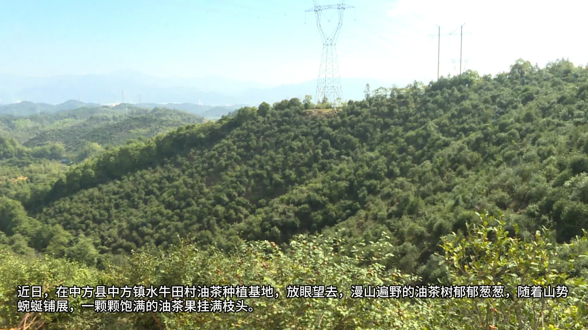 视频|中方县：“金果”满枝头 油茶迎秋收