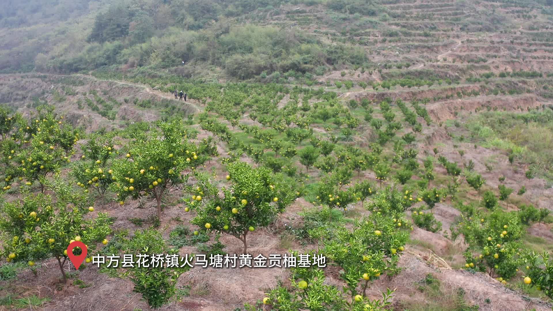 视频|中方县火马塘村：300亩“黄金果”即将成熟上市