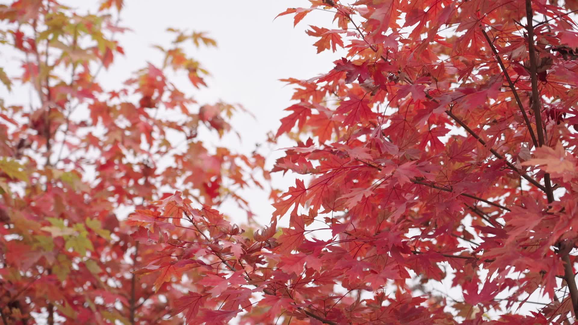 视频|中方县：舞水岸边片片枫叶红 诉说冬日情话
