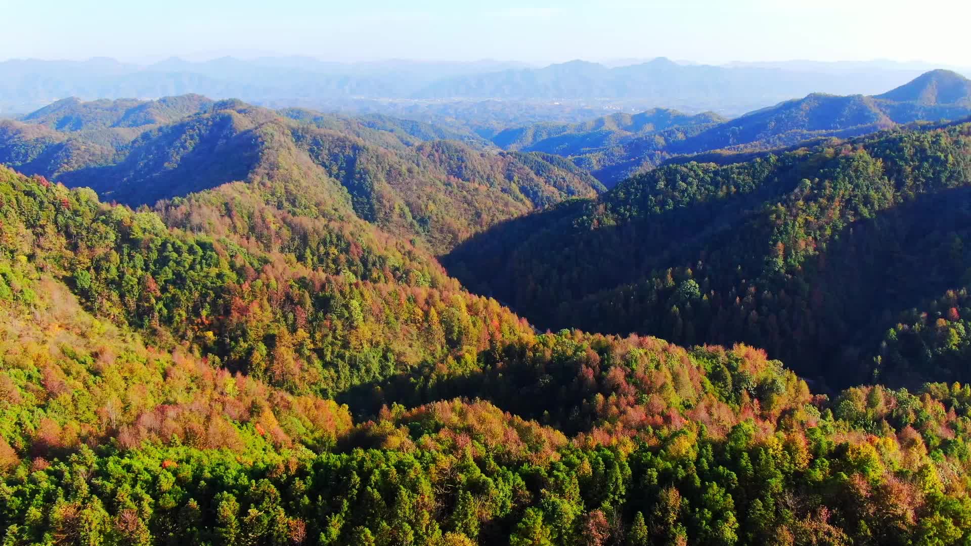 视频丨中方宝寨村：霜染枫叶红  漫山醉初冬