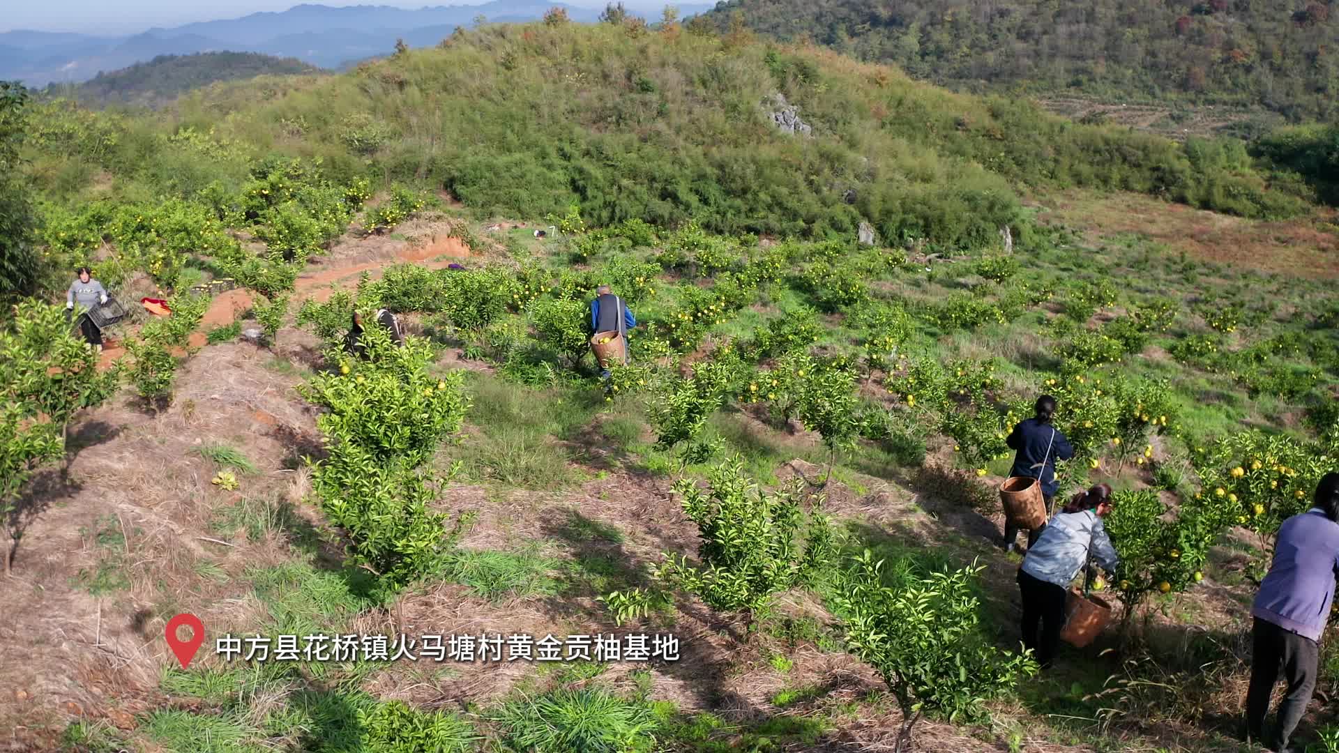 视频|中方县火马塘村：黄金贡柚丰收开园 村民增收致富开颜