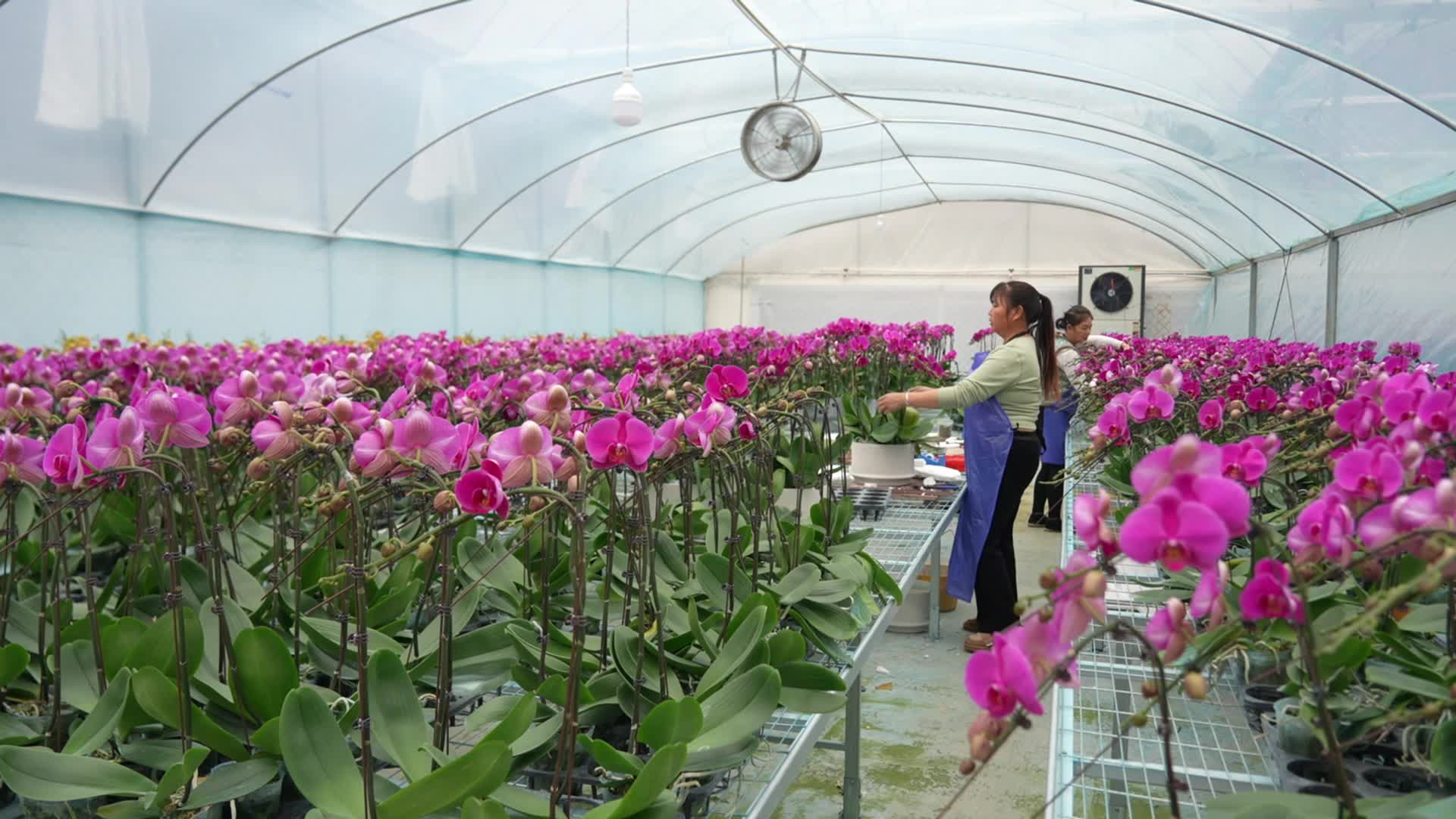 视频|中方县新建镇：“蝴蝶”花开 铺就芬芳振兴路