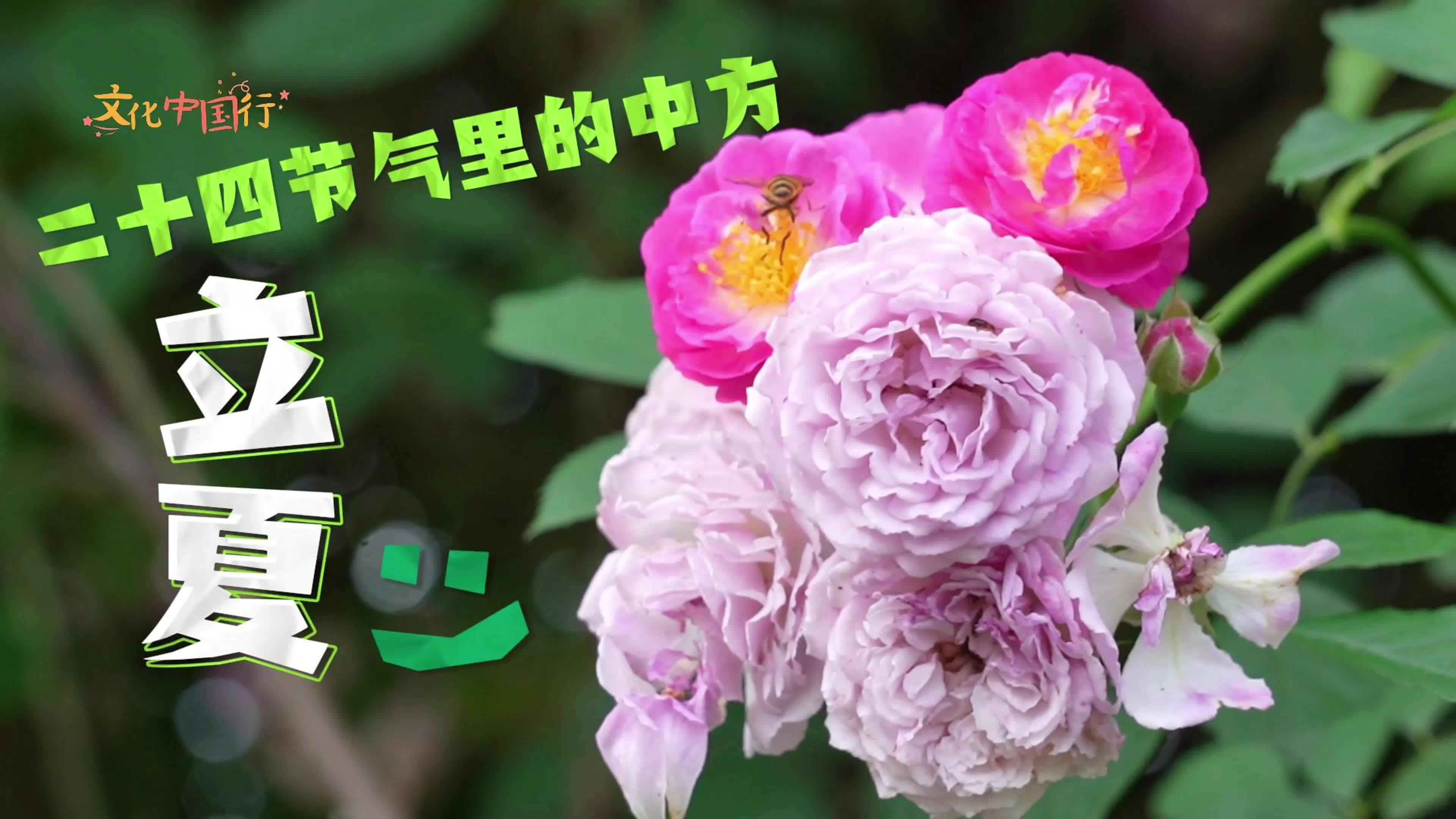 视频｜文化中国行·二十四节气里的中方——立夏