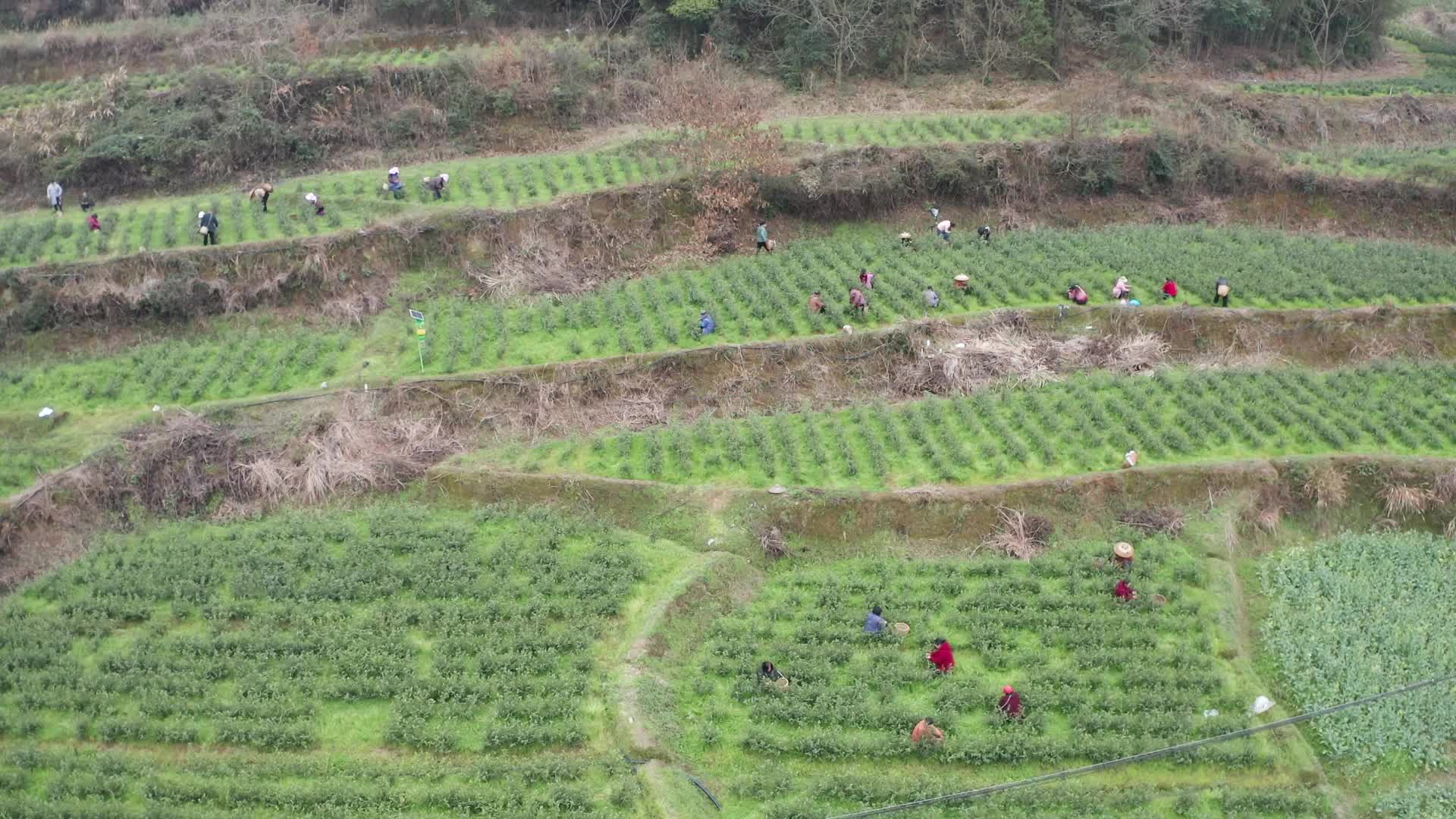 视频|中方县千丘田村：春茶头采 产业兴旺促增收