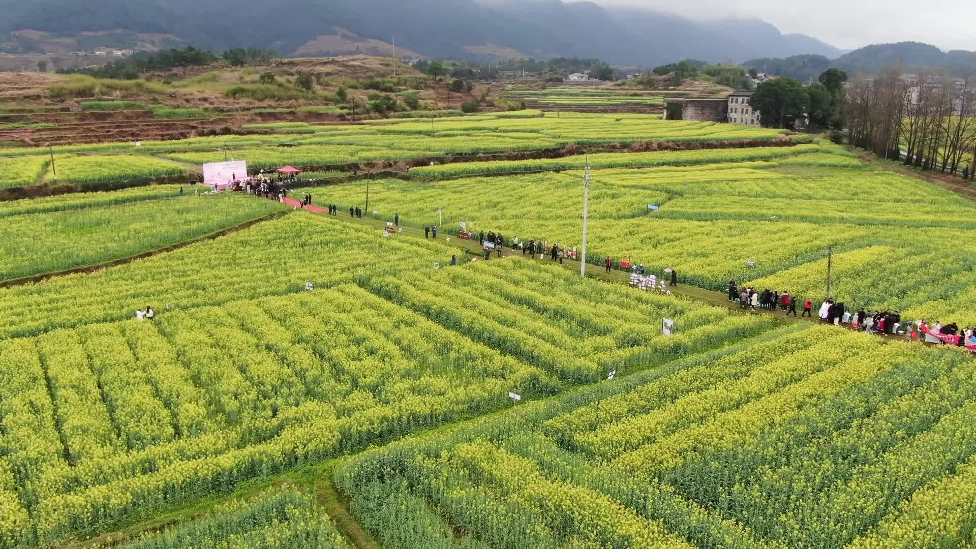 视频|中方县铜湾镇：油菜花开春意浓