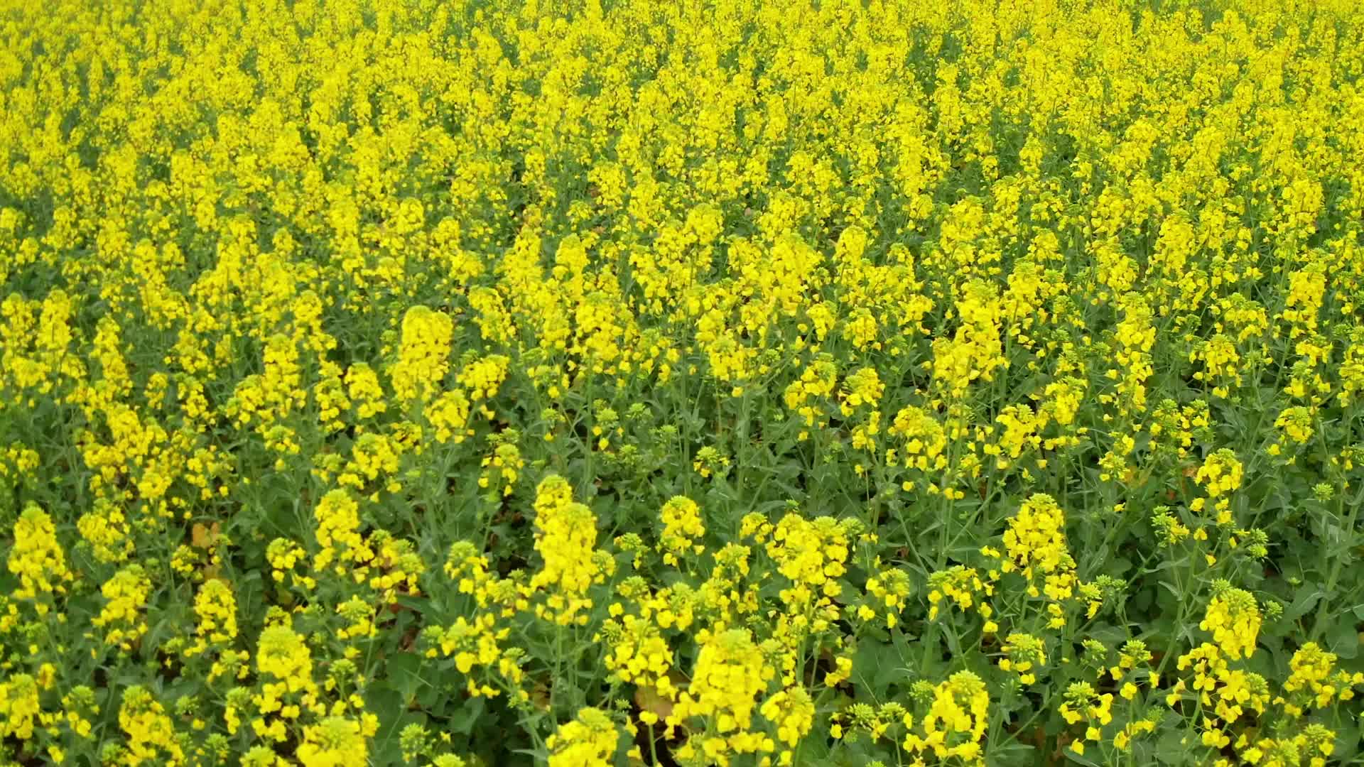 视频|走进中方县毛田洲油菜花海，听着农民大姐田间作的诗，春天在此刻具象化了