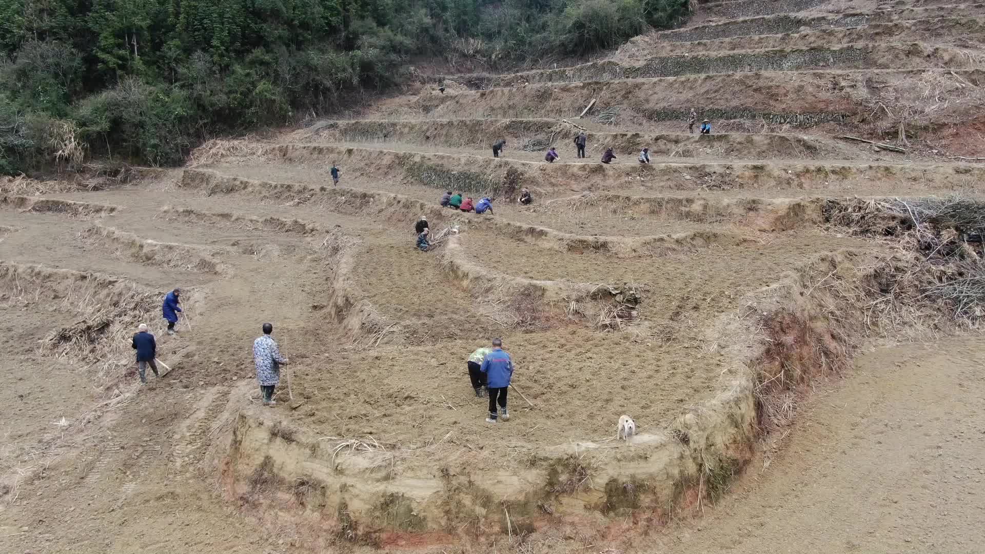 视频|中方：闲置荒地种植中药材 每亩可增收3000元