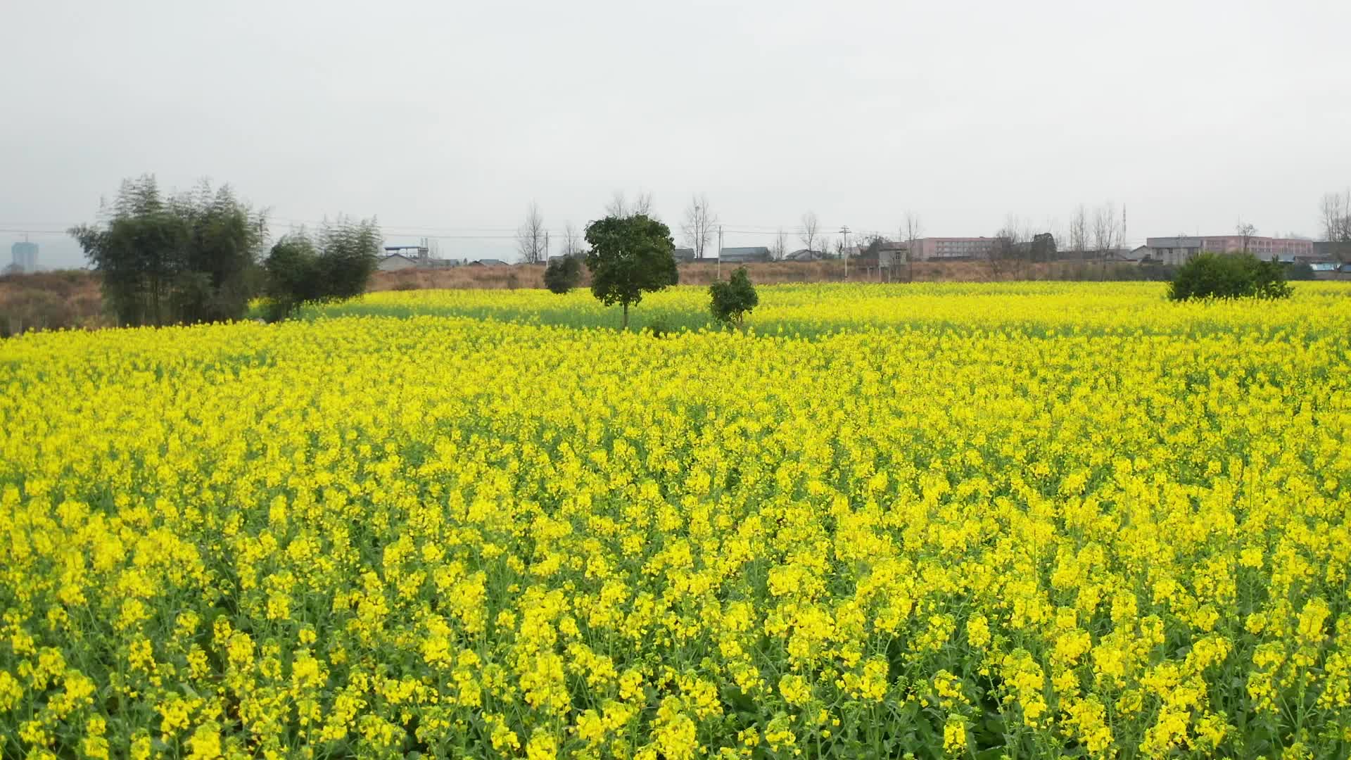 视频|中方县岩头园村：油菜花开满田野 春日乡村美如画