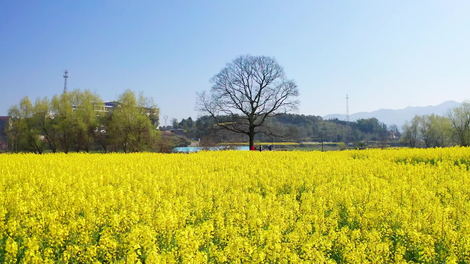 视频｜中方县泸阳村：古韵与花海交织 掀起市民打卡热