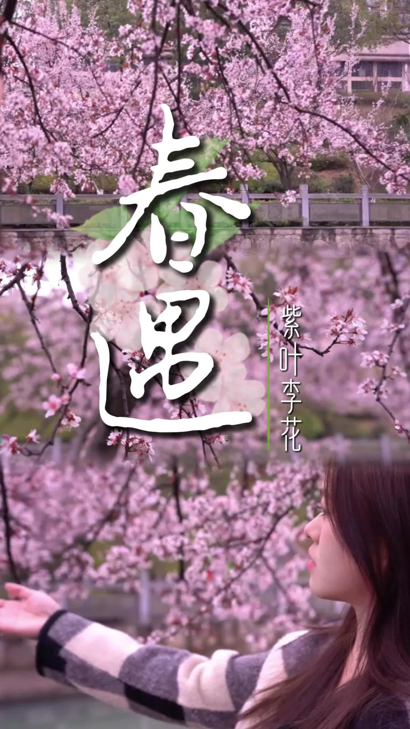 福地怀化·浪漫季| 紫叶李花，春日的浪漫邂逅