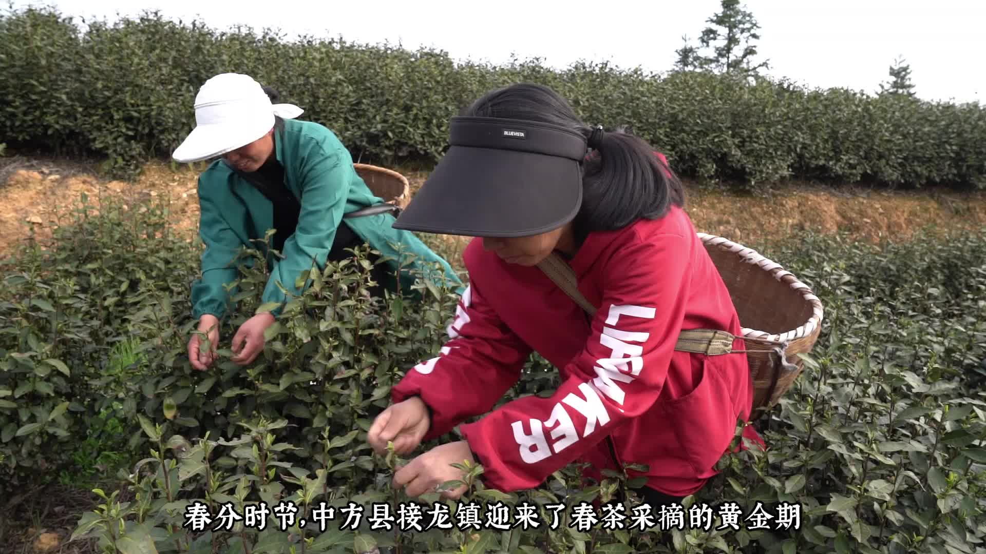 视频|中方县接龙镇：春茶采摘正当时 乡村振兴风正劲