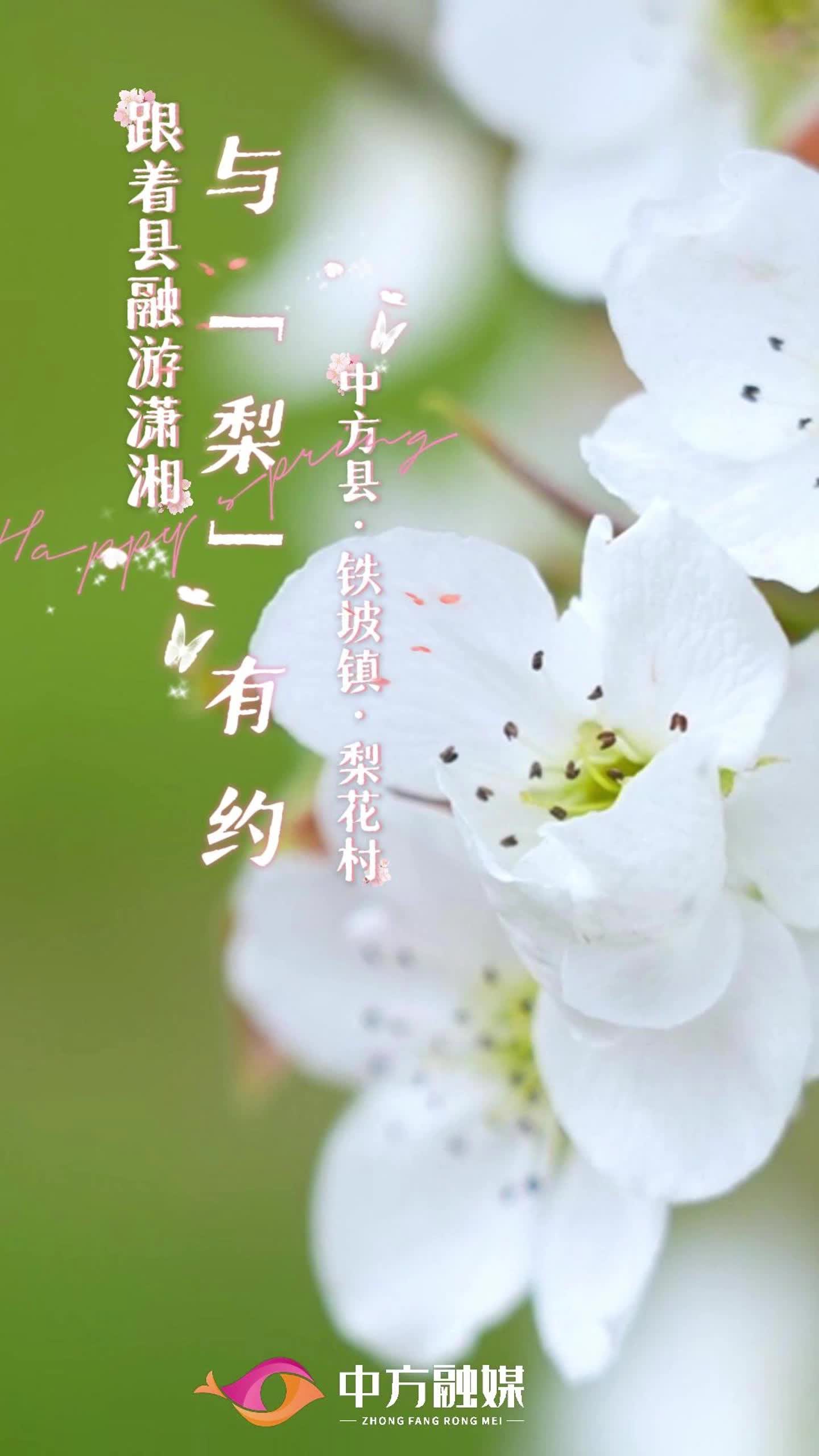 视频|跟着县融游潇湘·中方县与“梨”有约~