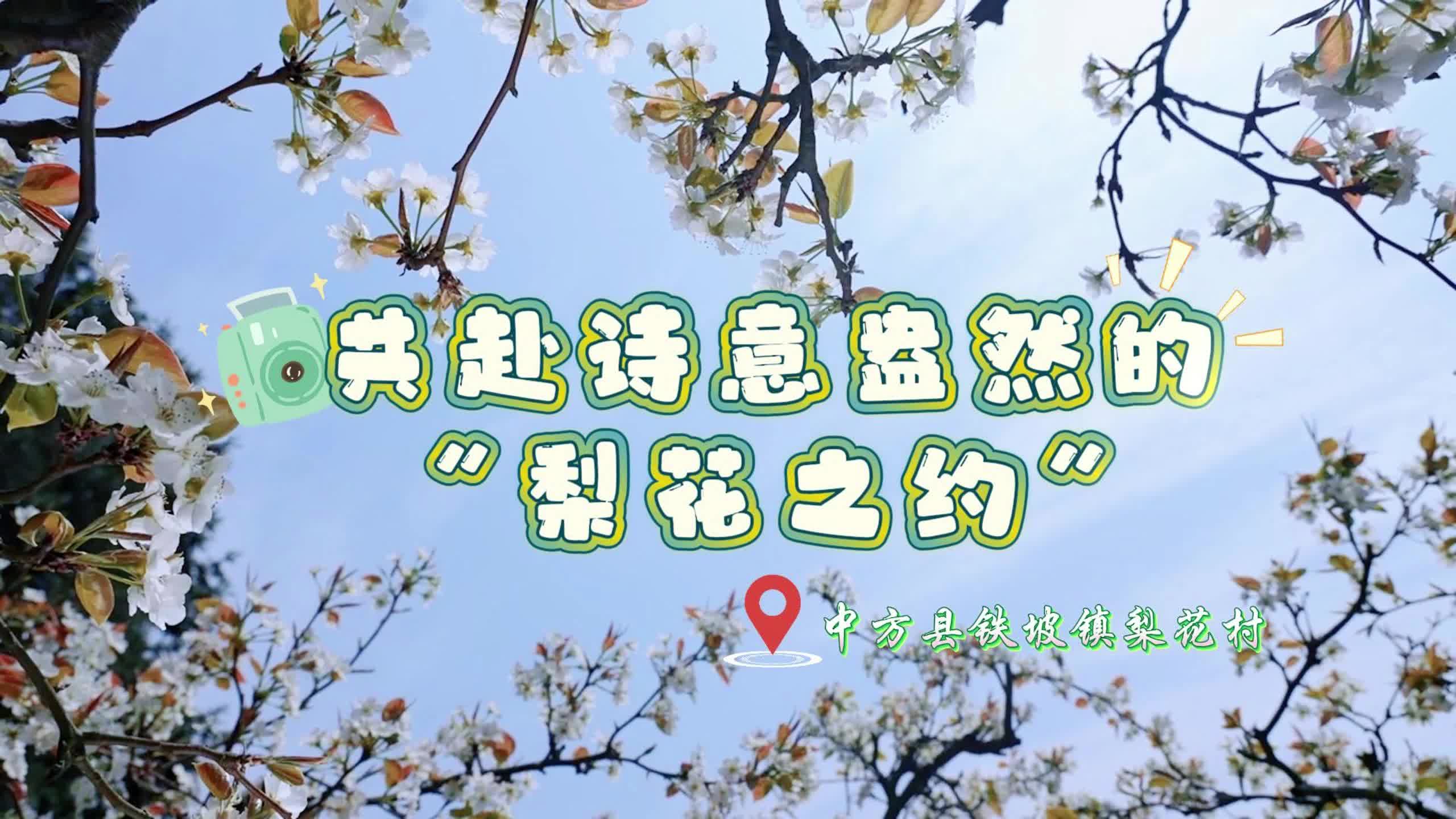 视频|在中方县铁坡镇，共赴诗意盎然的“梨花之约”