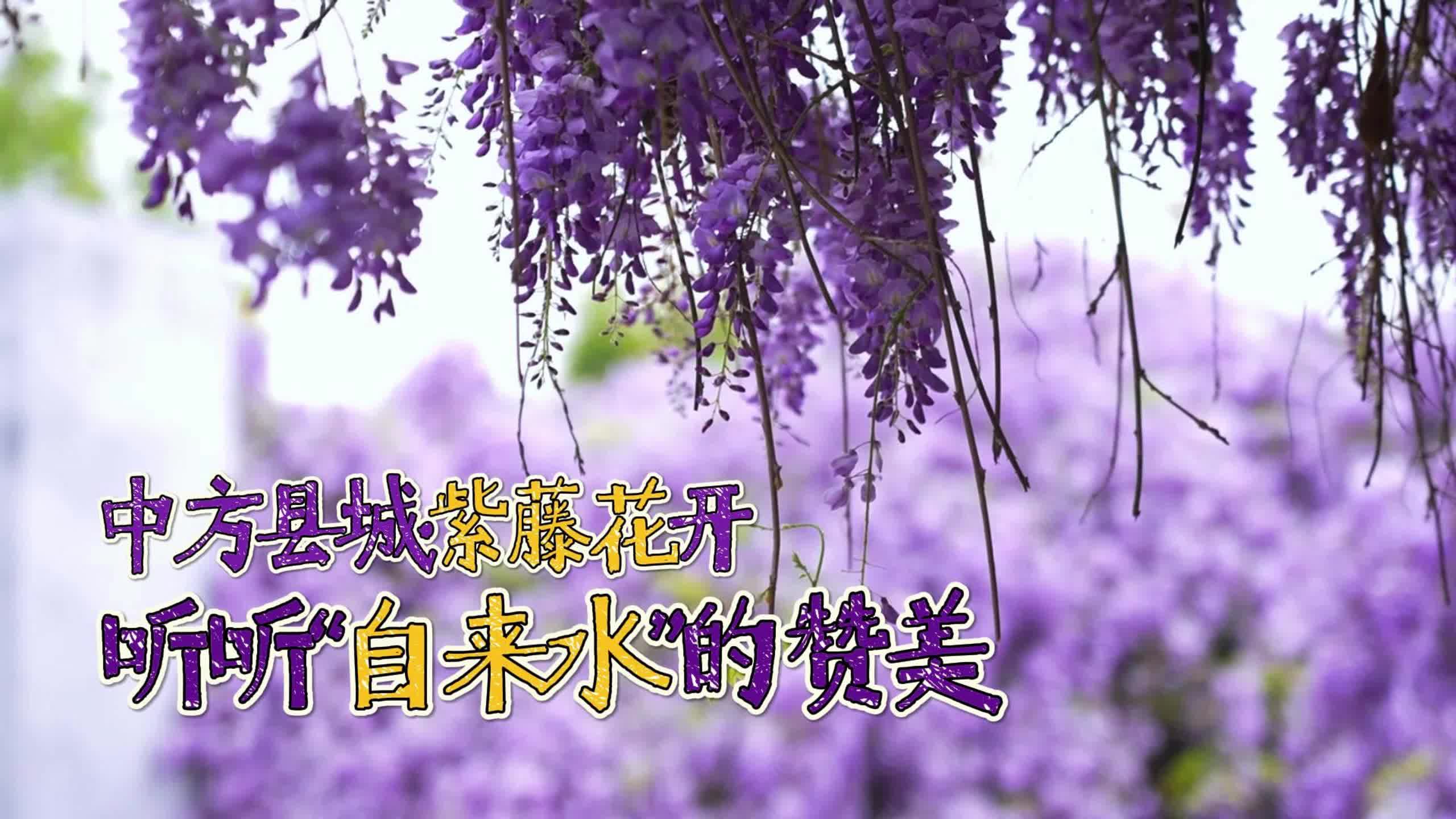 视频|绝绝“紫”！中方县滨江大道紫藤花开超出片，快来打卡！
