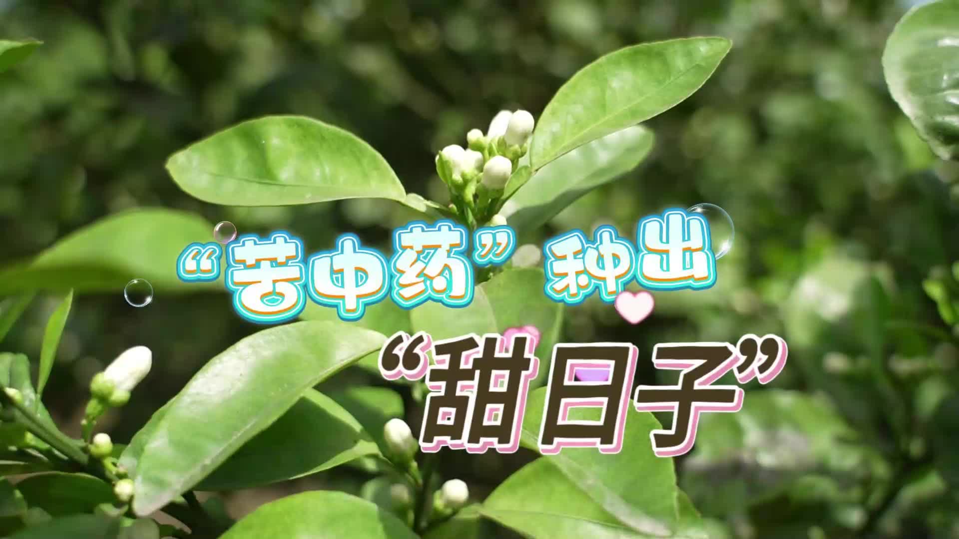 视频|“苦中药”种出了“甜日子”中方县桐木镇枳壳迎丰收