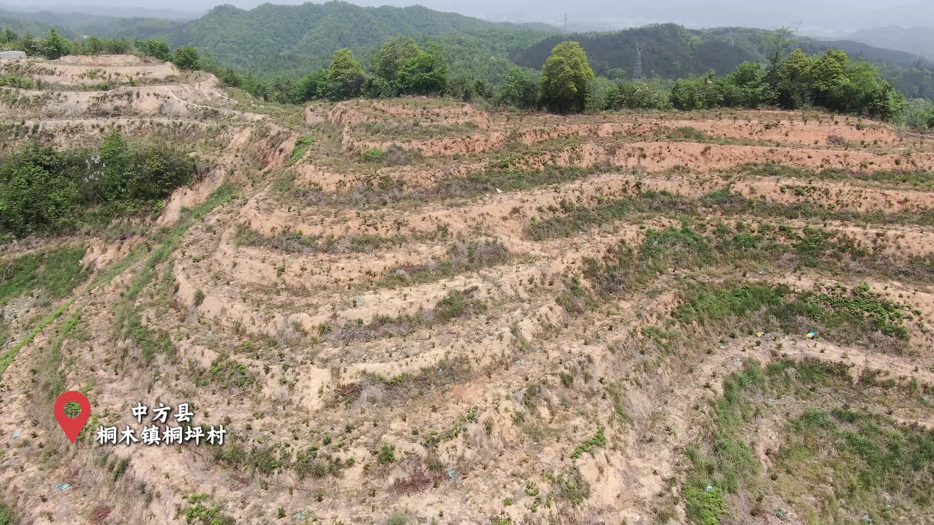 视频|中方县桐坪村：田间管护忙 产业添活力