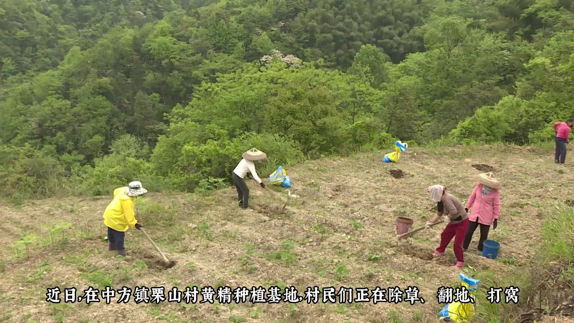 视频|中方镇栗山村：探索套种致富新模式 走出乡村振兴特色路