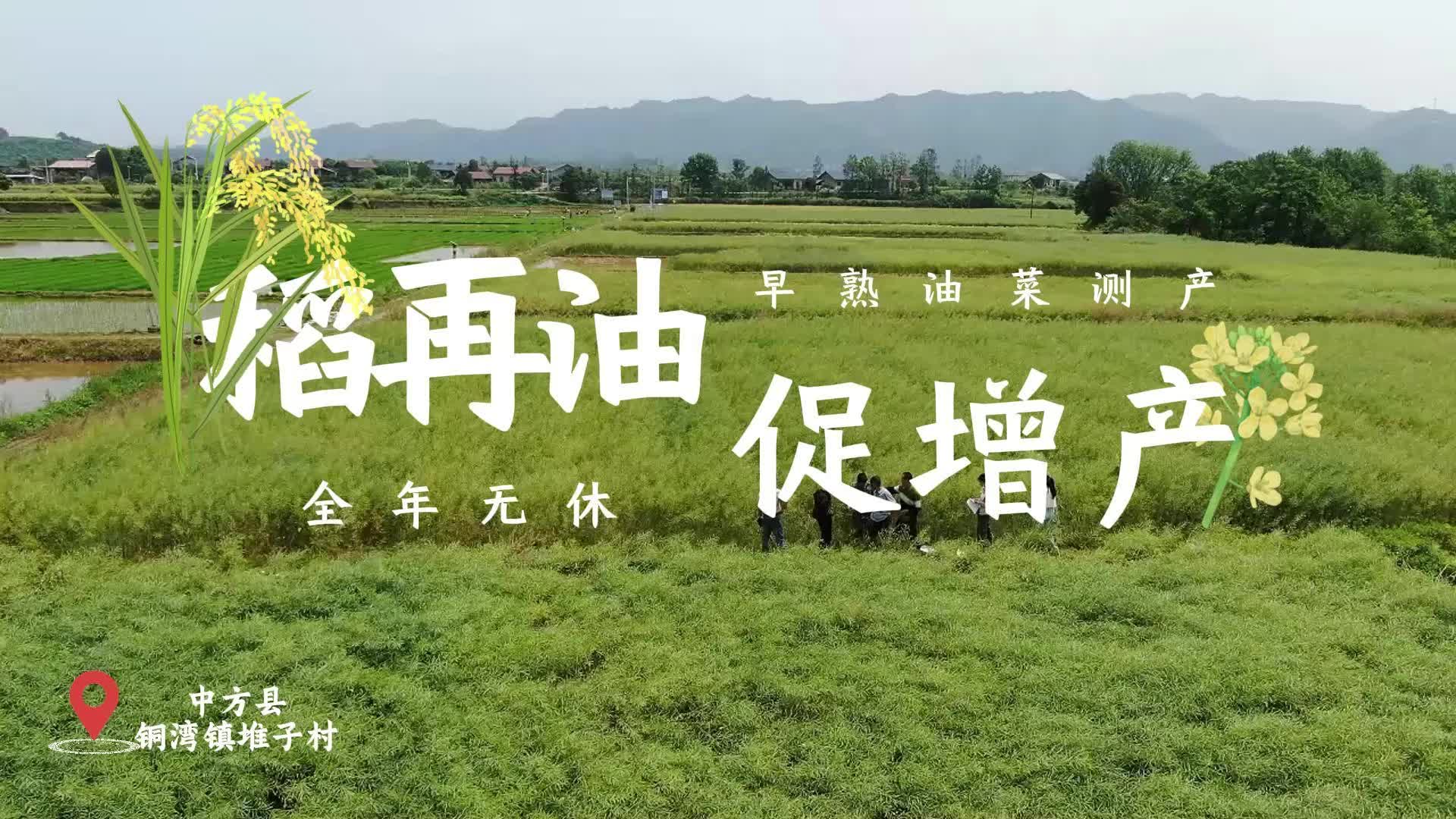 视频|“稻再油”早熟油菜测产 “全年无休”促增产