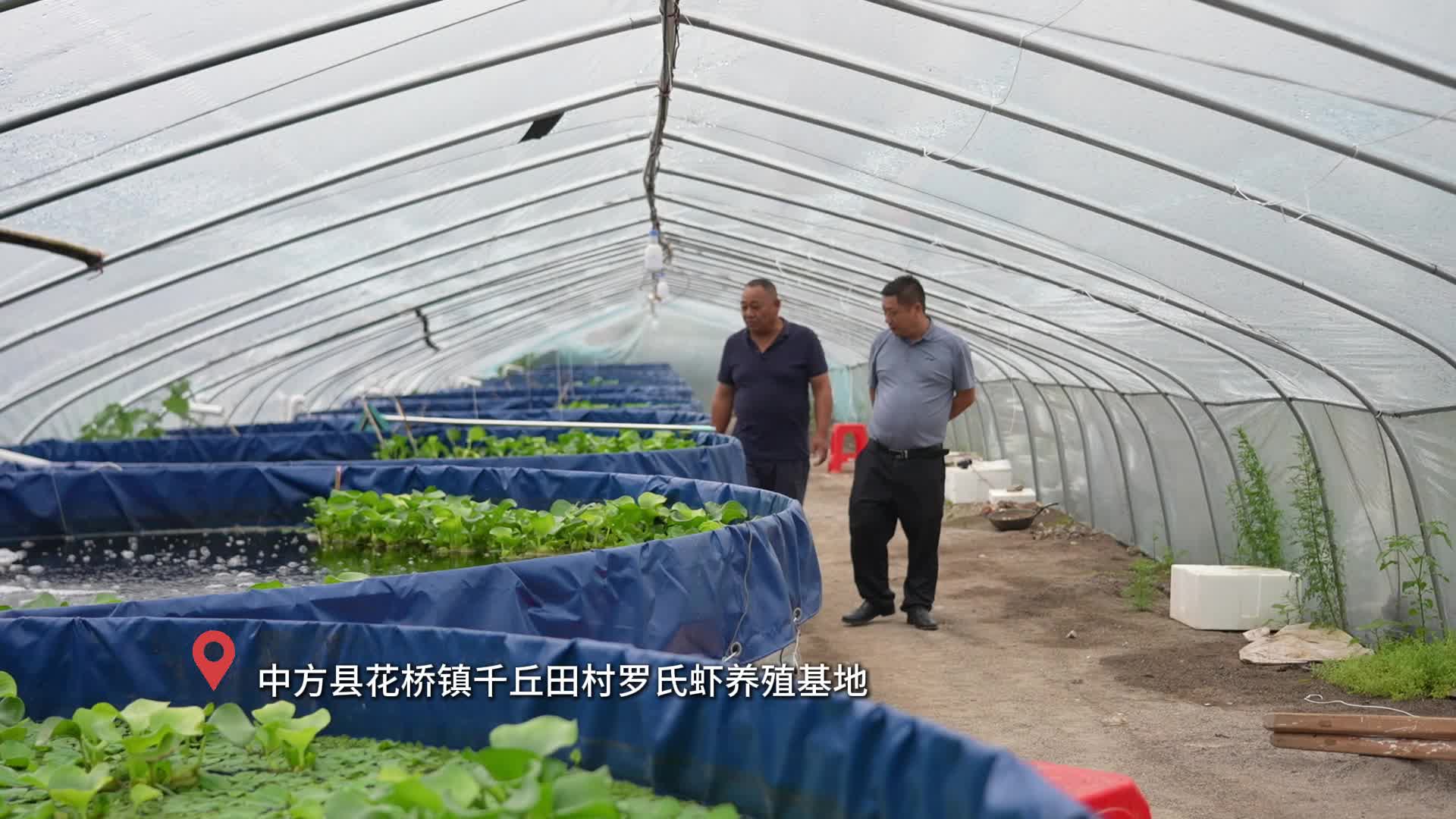 视频|中方县千丘田村：桶养罗氏虾 激发乡村振兴新活力
