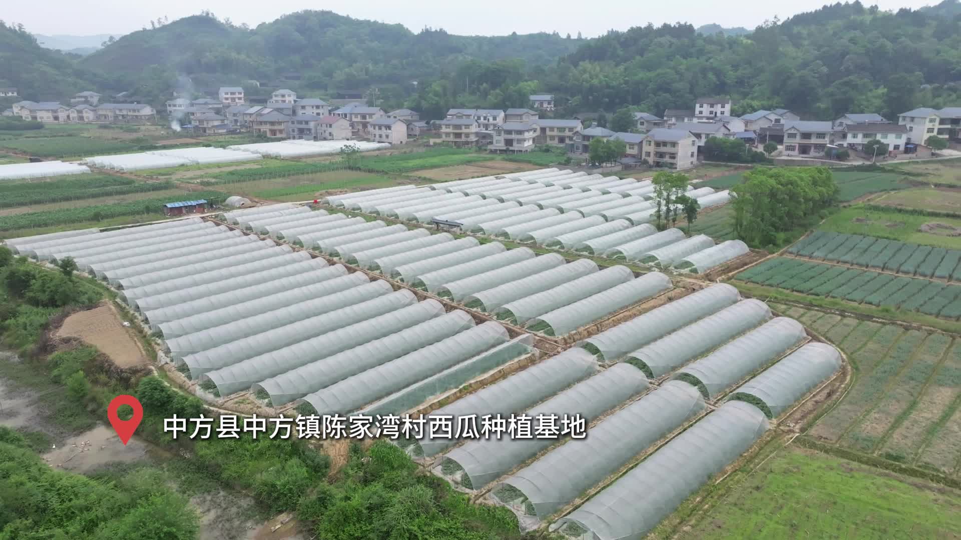 视频|中方县：西瓜即将成熟 瓜农教你挑选西瓜