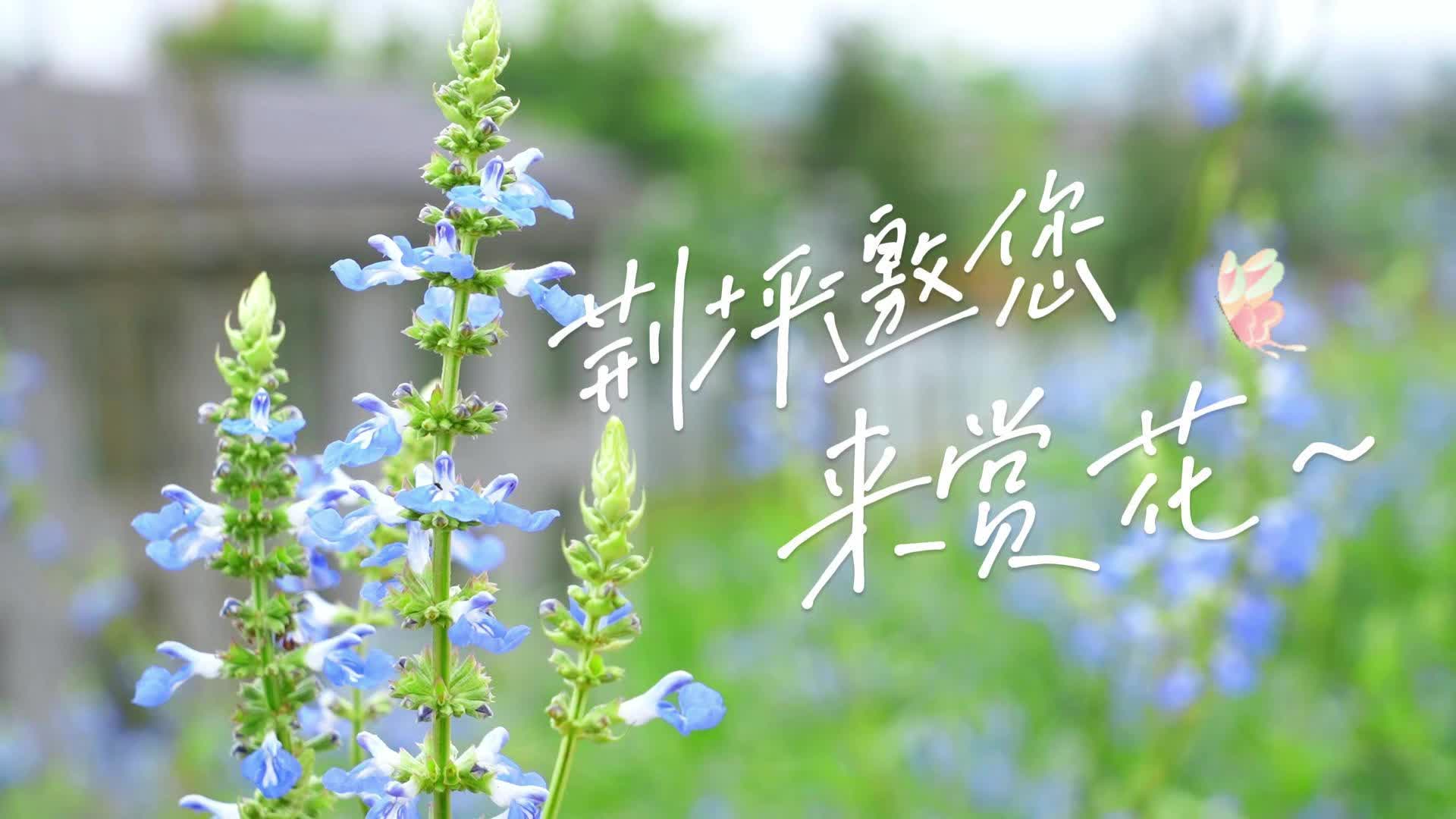 视频|荆坪邀您来赏花~