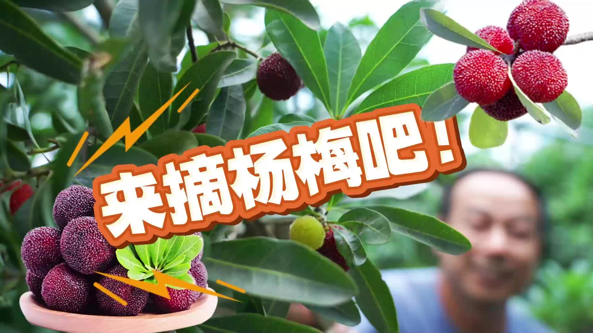 视频|杨梅熟啦！快来采摘吧！