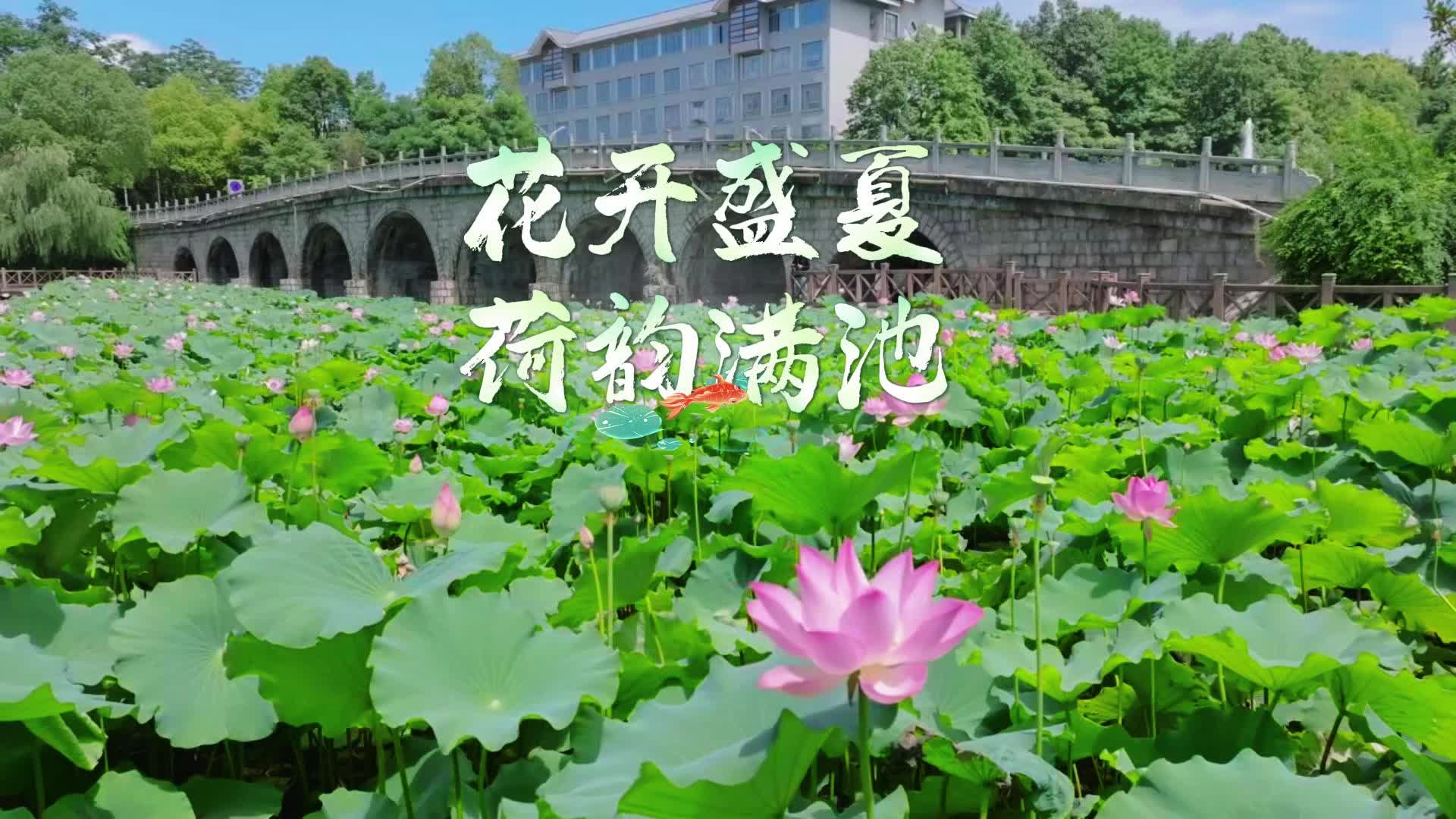 视频|飞阅中方·花开盛夏 荷韵满池