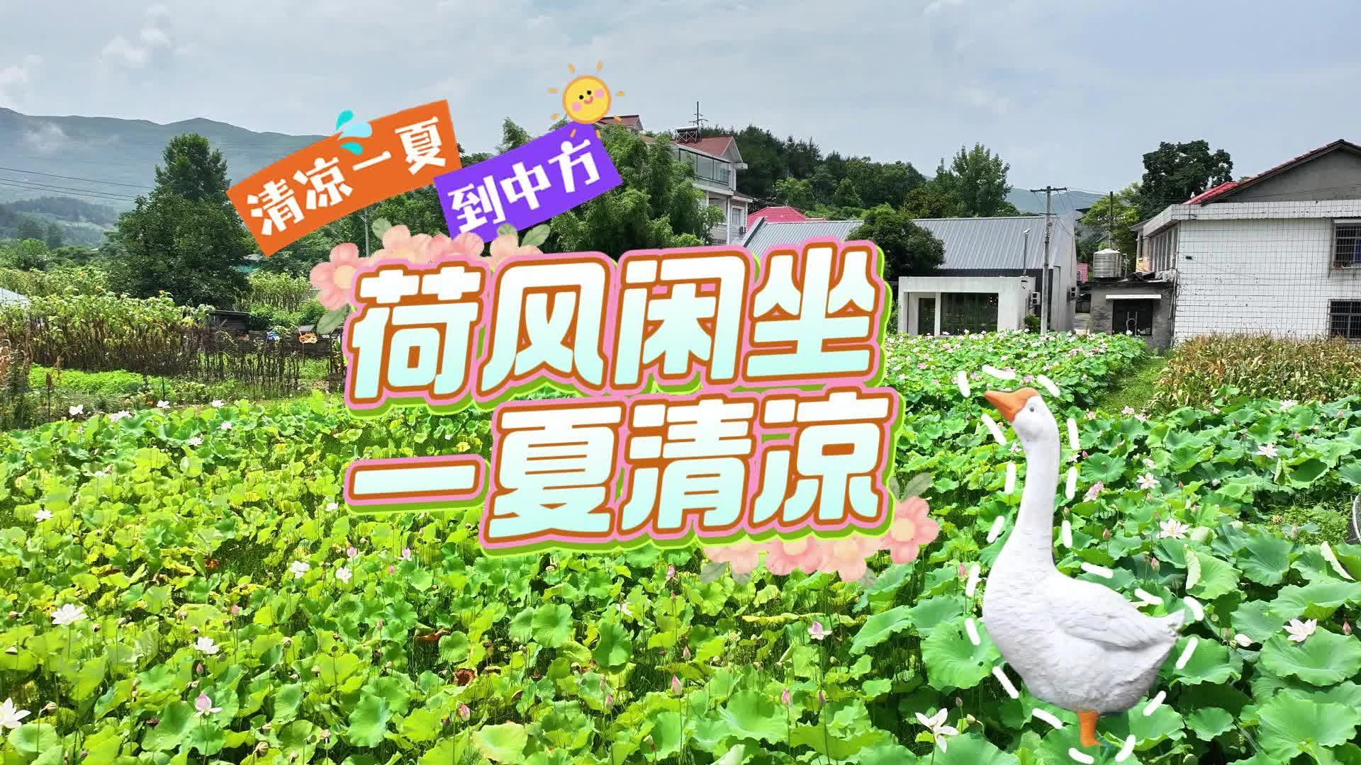 视频|清凉一夏到中方·荷风闲坐  一夏清凉