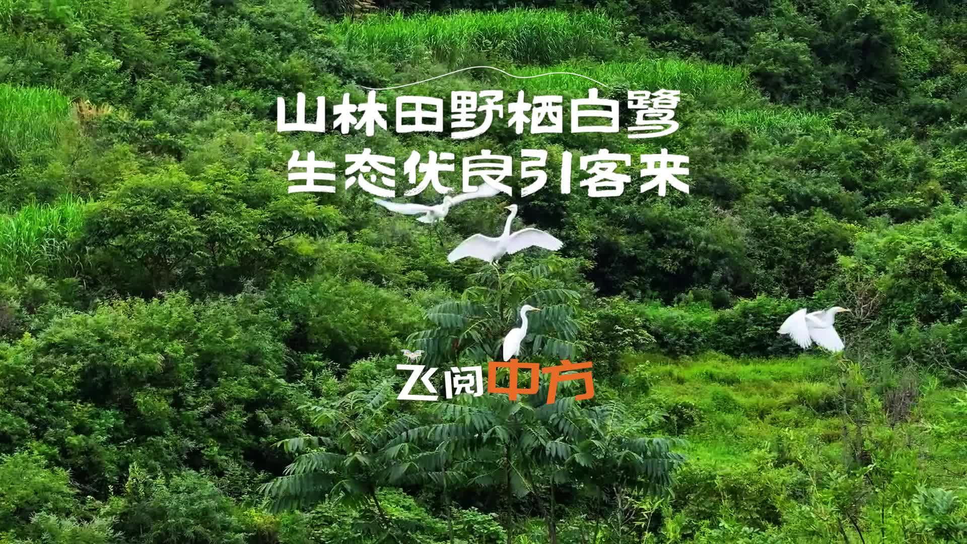 视频|飞阅中方·山林田野栖白鹭 生态优良引客来