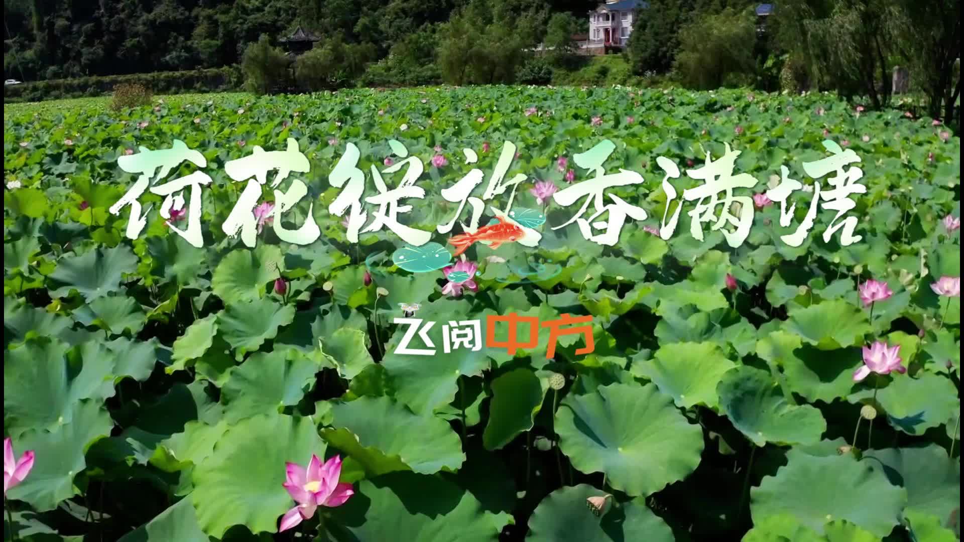 视频|飞阅中方·新建镇：荷花绽放香满塘