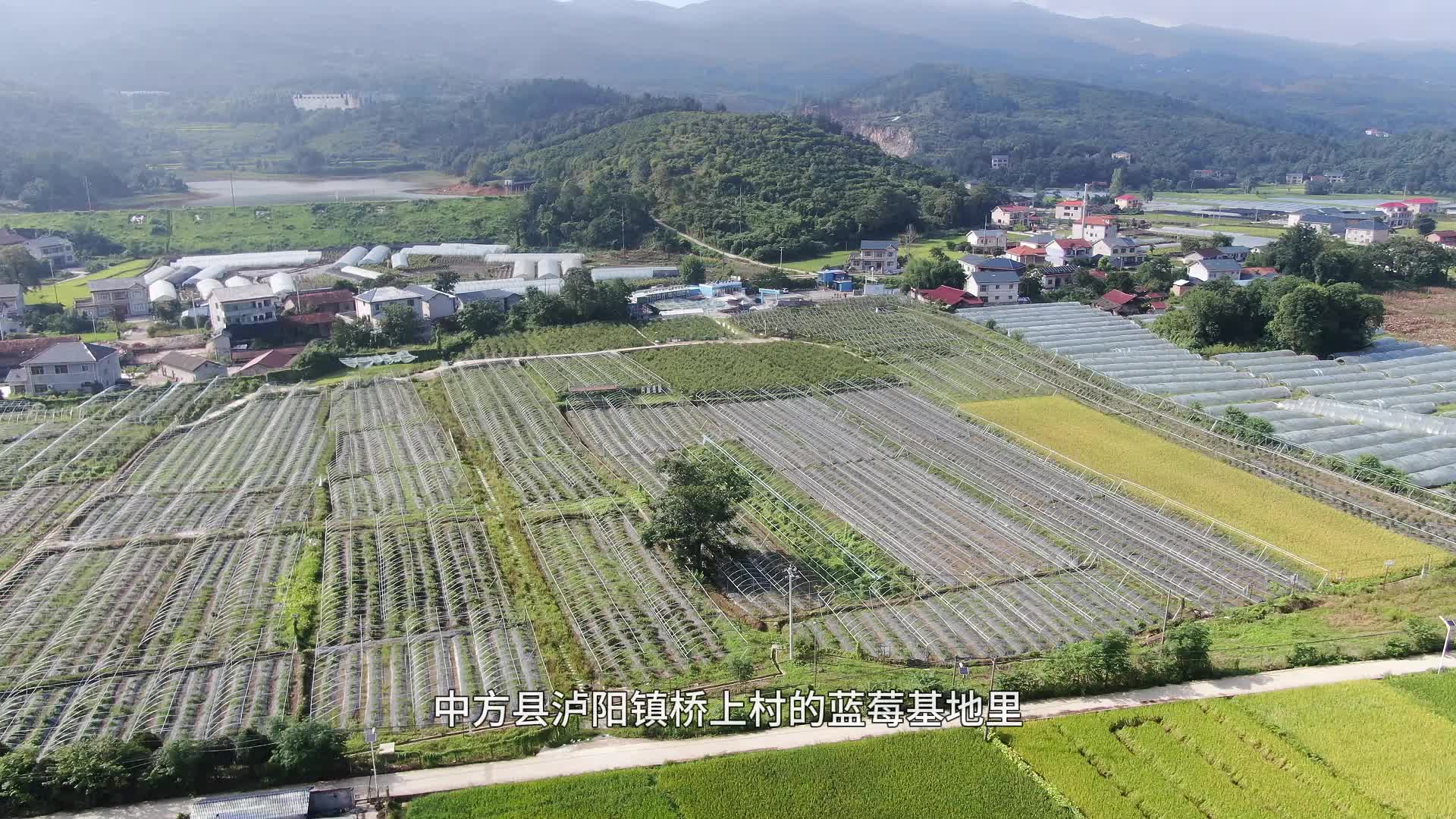 视频|中方县泸阳镇以工代赈：从基础设施升级到产业民生双增收
