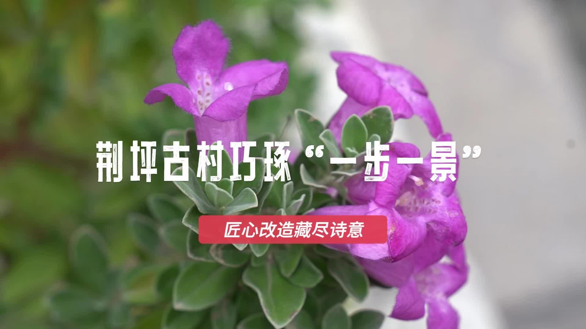 视频|中方县荆坪古村巧琢“一步一景”  匠心改造藏尽诗意