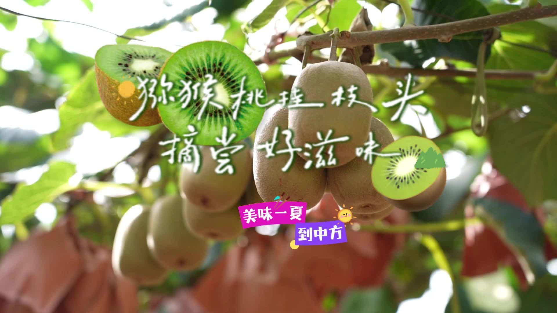 視頻·美味一夏到中方| 獼猴桃掛枝頭 摘嘗好滋味
