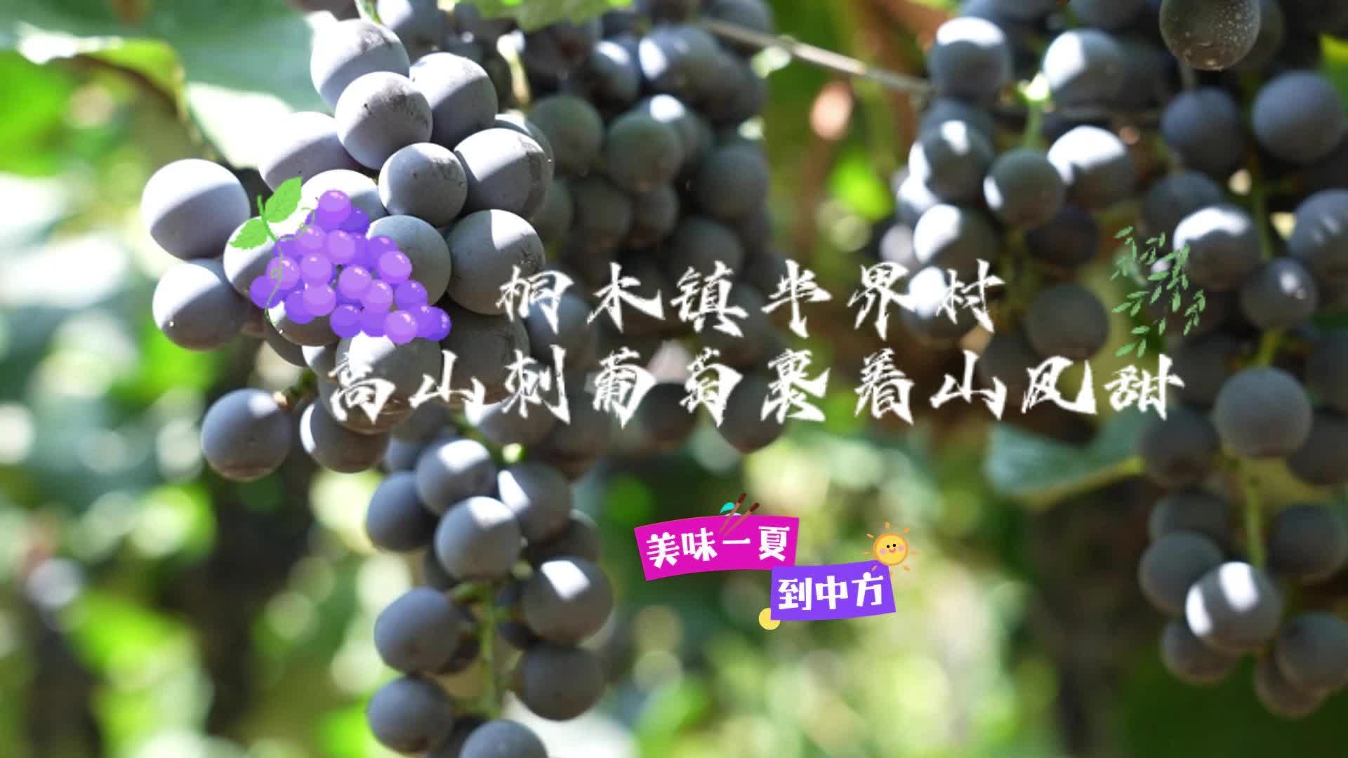 视频·美味一夏到中方|桐木镇半界村：高山刺葡萄裹着山风甜