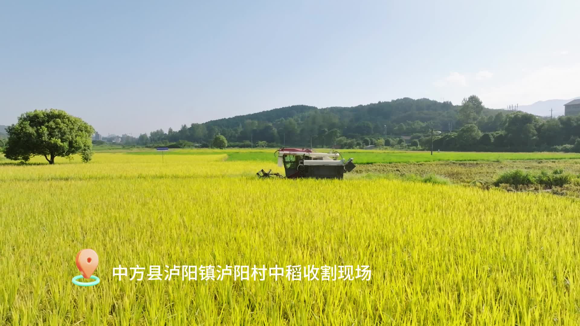 视频|中方县泸阳村：中稻收割忙