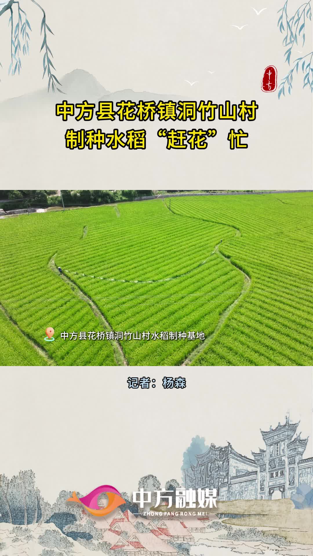 视频|中方县花桥镇洞竹山村：制种水稻“赶花”忙