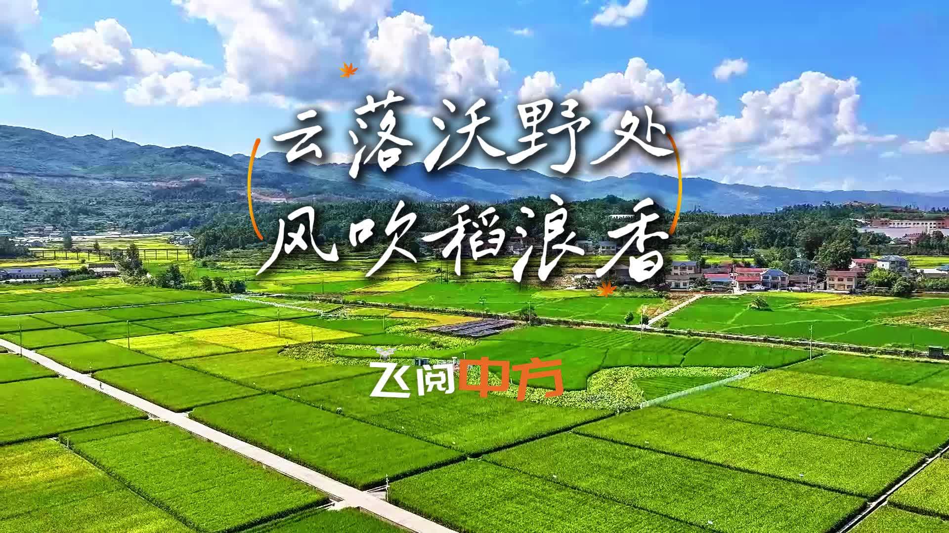 视频|飞阅中方·中方县：云落沃野处 风吹稻浪香