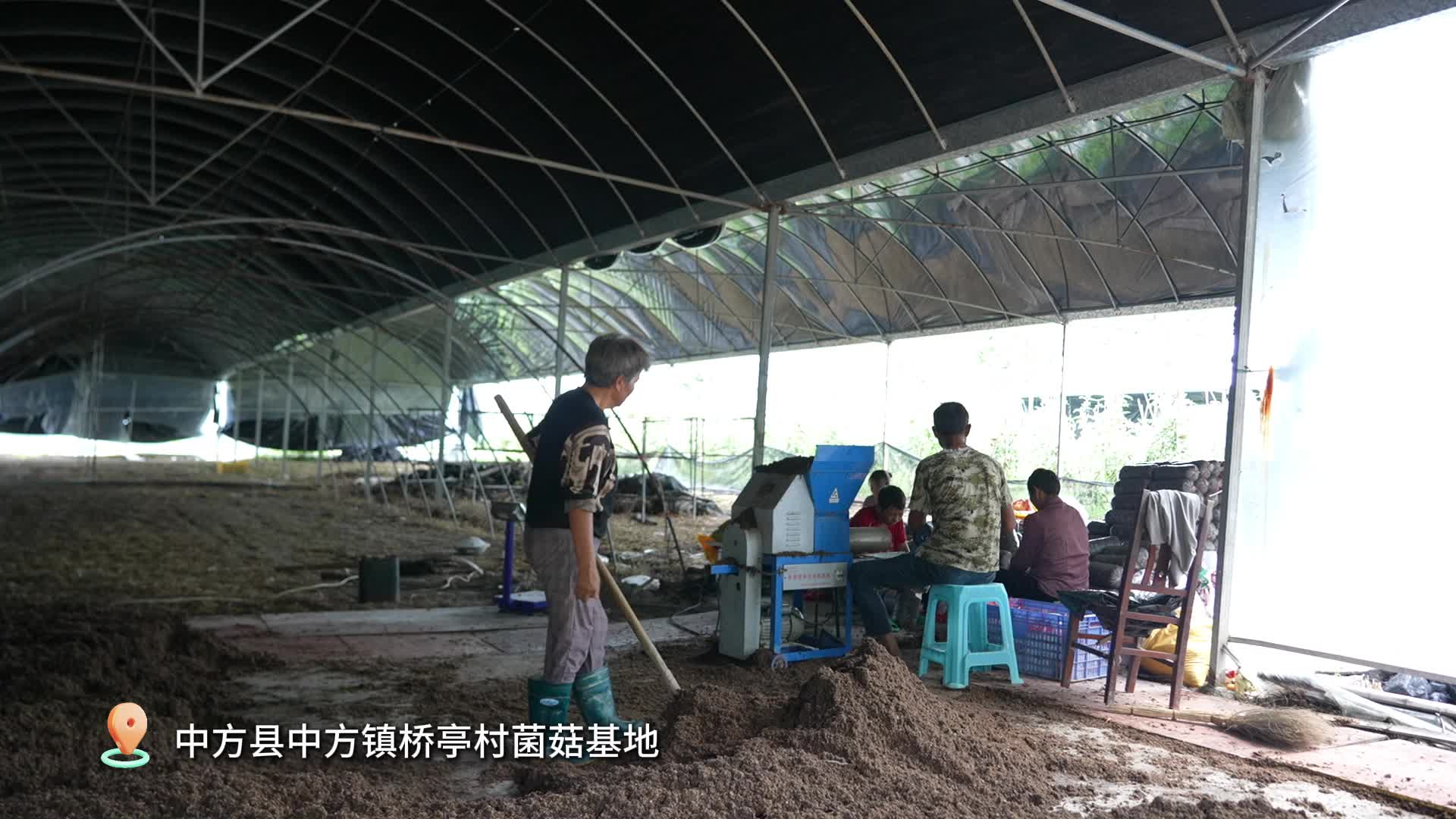 视频|中方县：菌棒制作忙 特色产业促振兴