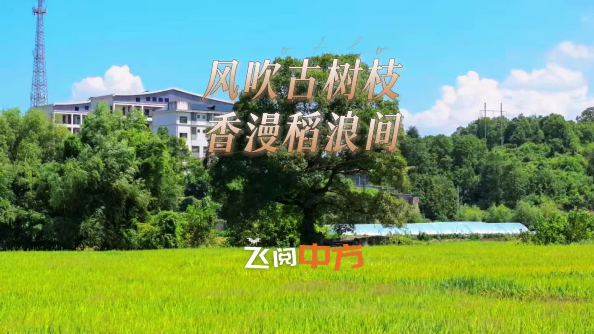 视频丨飞阅中方·中方县泸阳村：风吹古树枝 香漫稻浪间