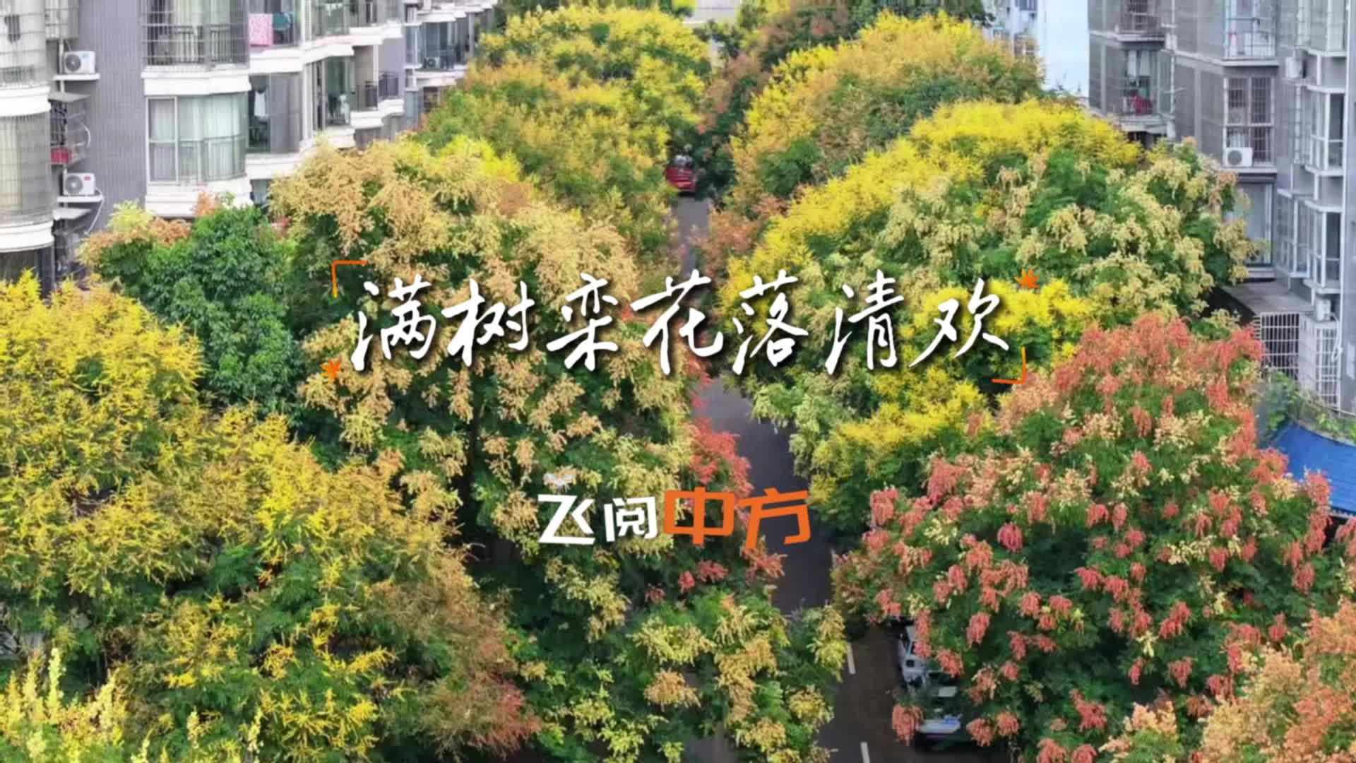 飞阅中方|满树栾花落清欢