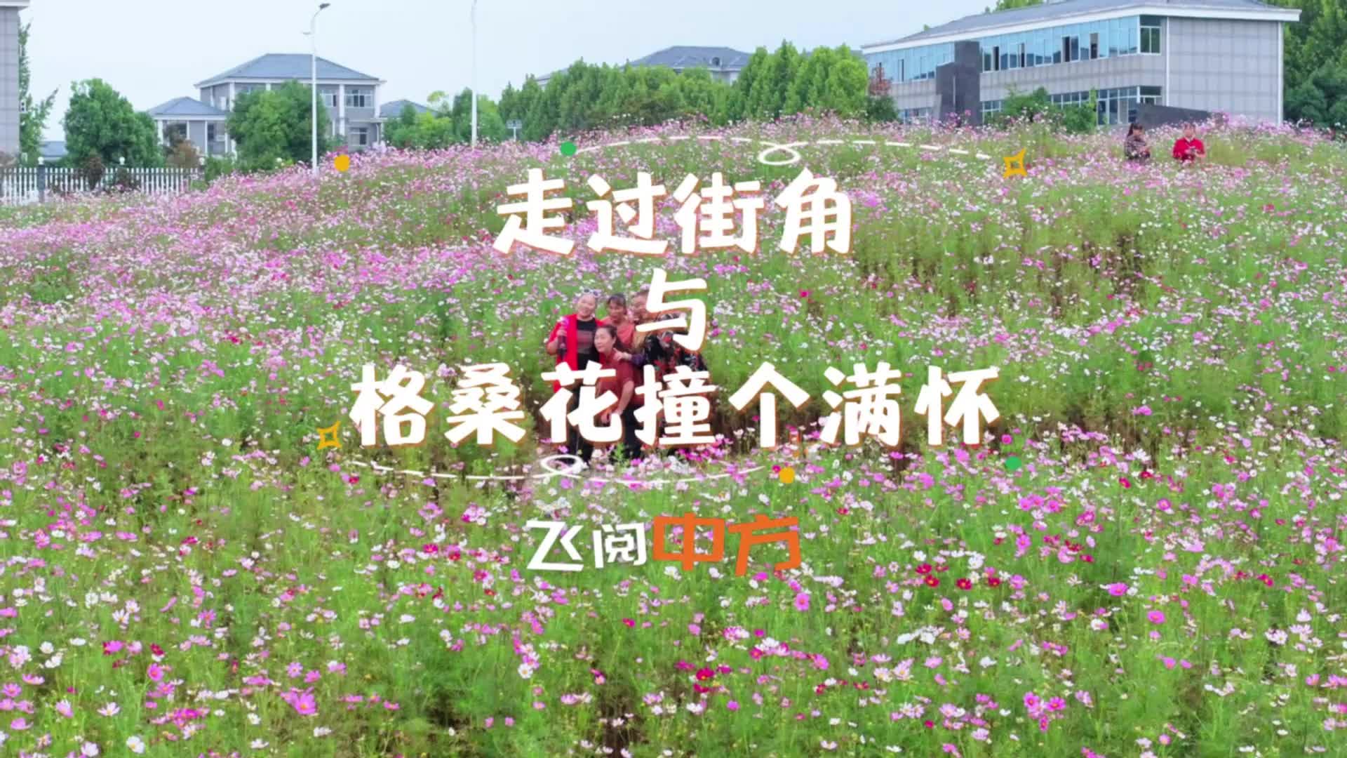 飞阅中方|走过街角，与格桑花撞个满怀