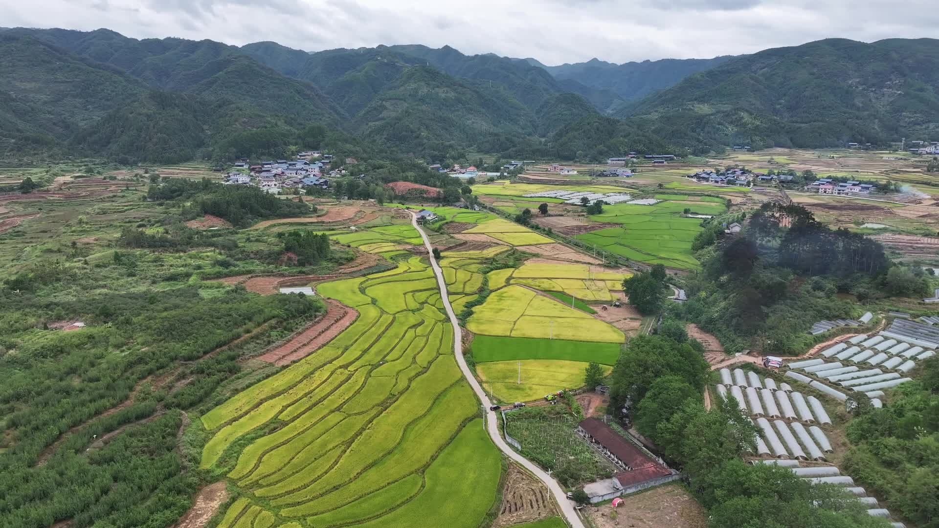 视频|廖方华：机械化耕种让我们种粮积极性越来越高