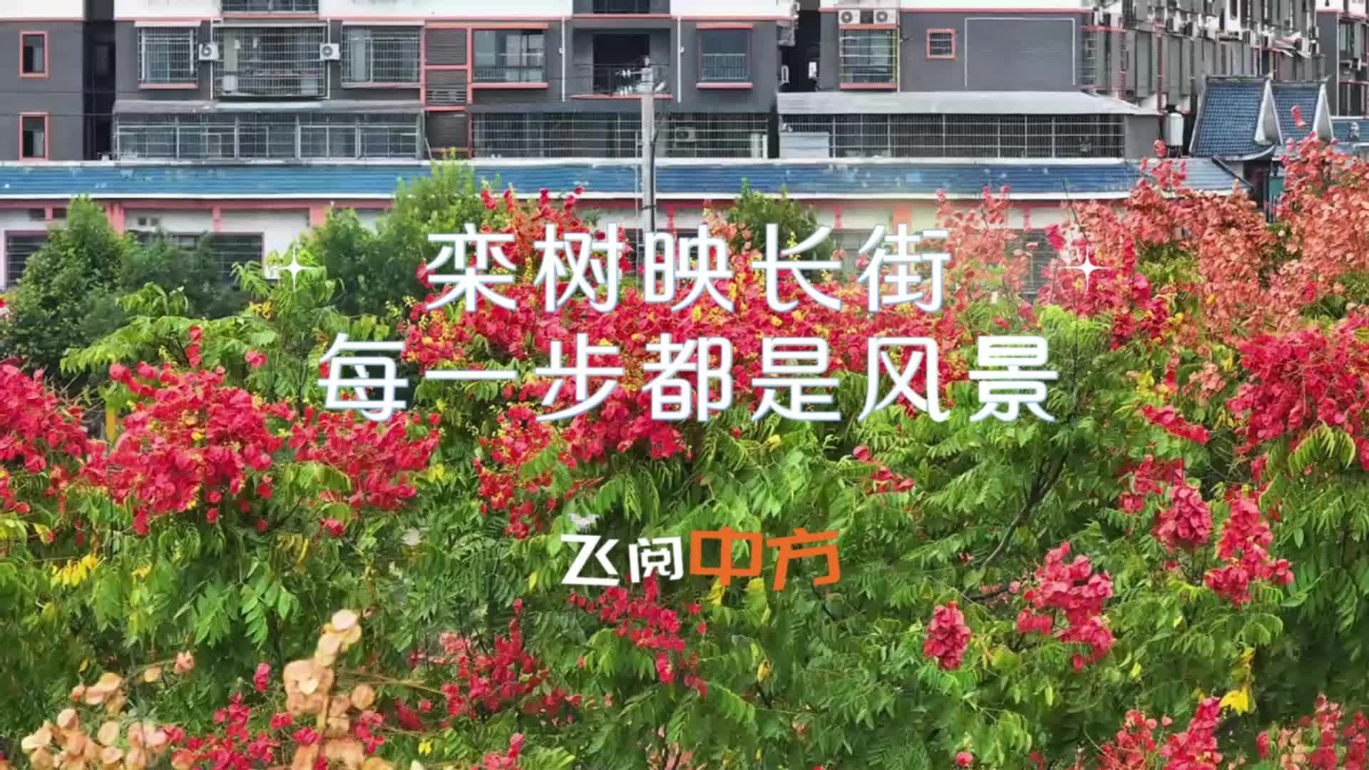 视频|飞阅中方·栾树映长街，每一步都是风景