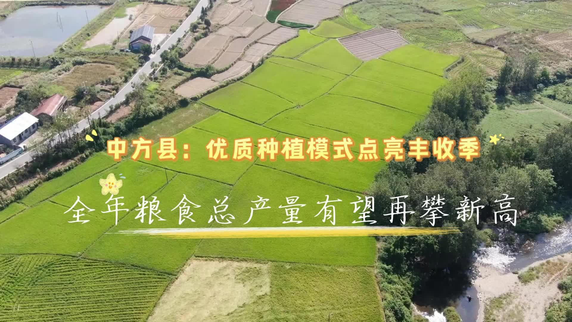 视频|中方县：优质种植模式点亮丰收季 全年粮食总产量有望再攀新高