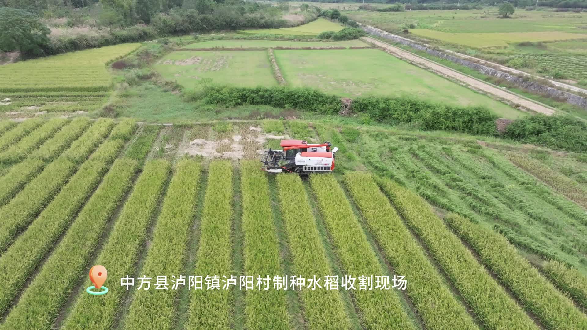 视频|中方县：制种水稻收割忙 深耕产业助振兴