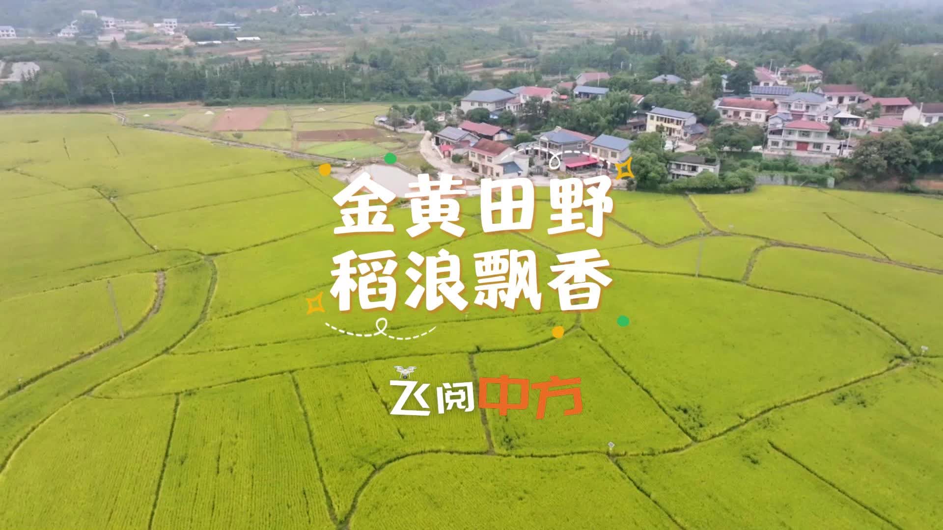 飞阅中方丨中方县火马塘村：金黄田野 稻浪飘香