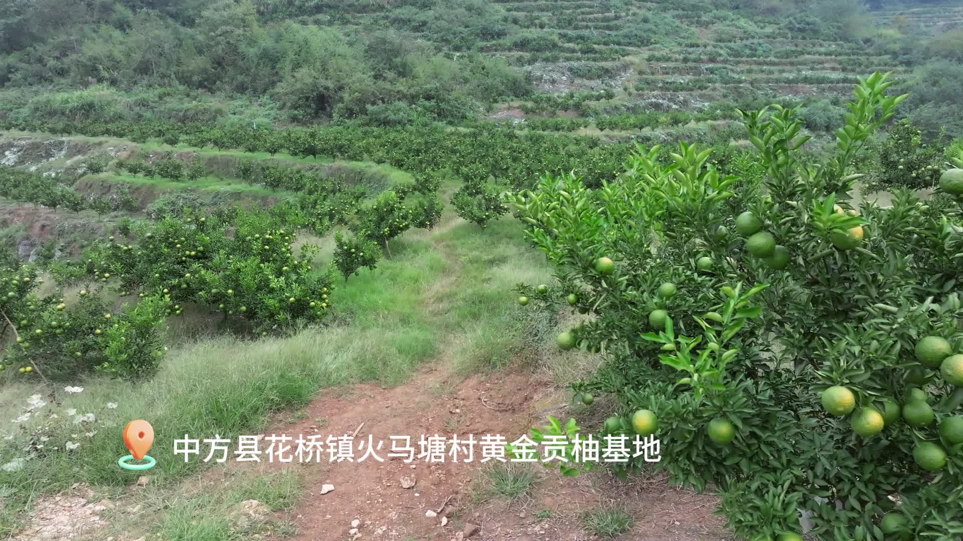 视频|中方县：黄金贡柚渐染金黄 特色产业助力乡村振兴